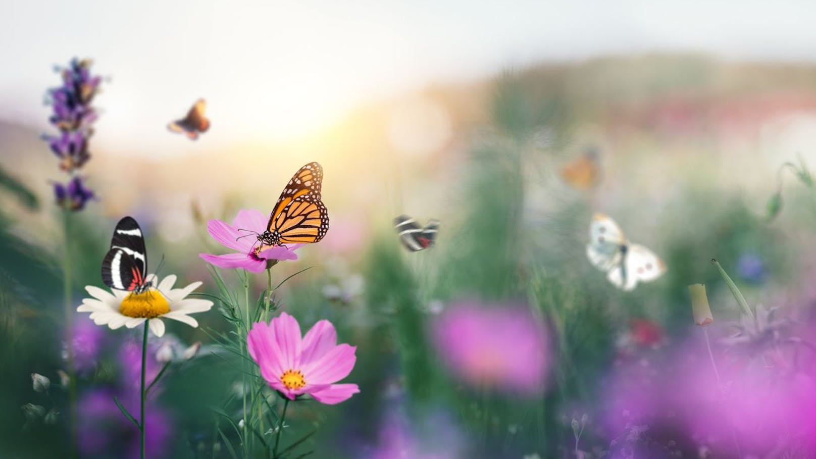 Österreich sucht seinen Schmetterling des Jahres