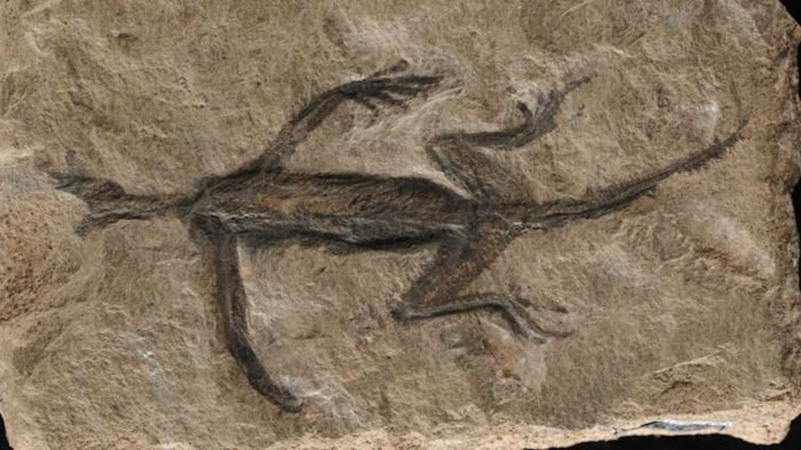 Berühmtestes Fossil aus den Alpen ist offenbar ein Fake