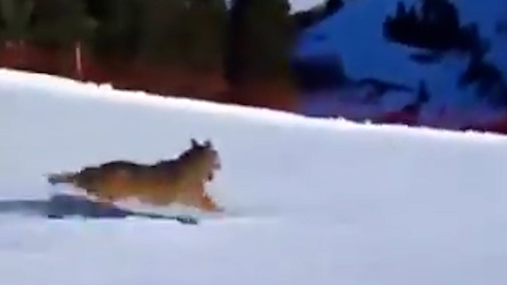 Skifahrer hetzt Wolf über die Piste – Video schockiert