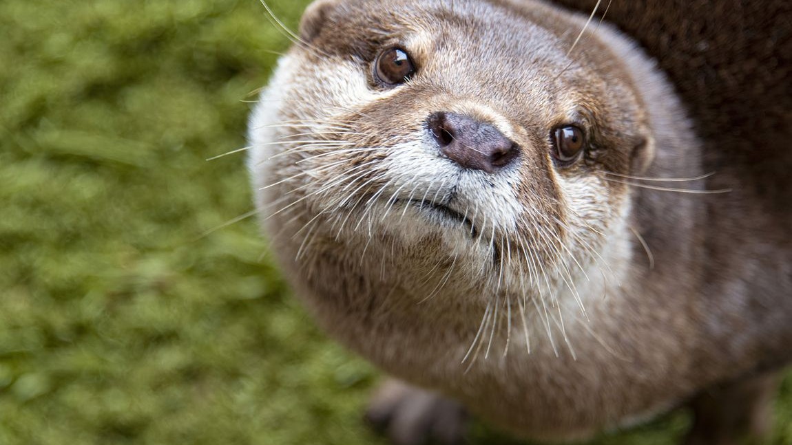 Der Fischotter sorgt keinesfalls für kleinere Fischbestände. 