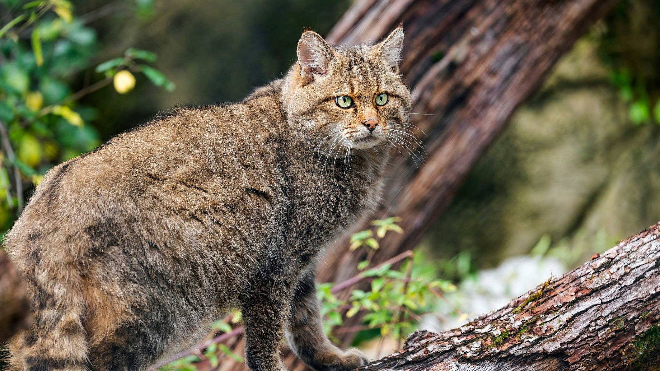 Heute.at - Wildkatzen-Pärchen soll Lebensräume in NÖ verbessern