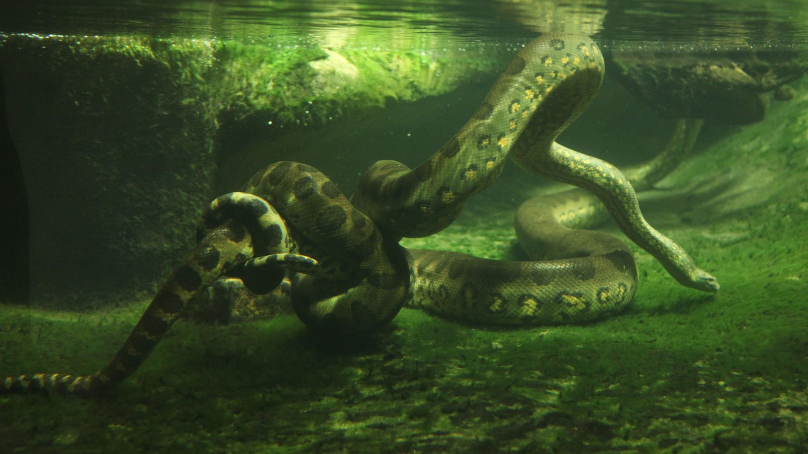 Eine neue Schlangenart imponiert mit 500 Kilogramm