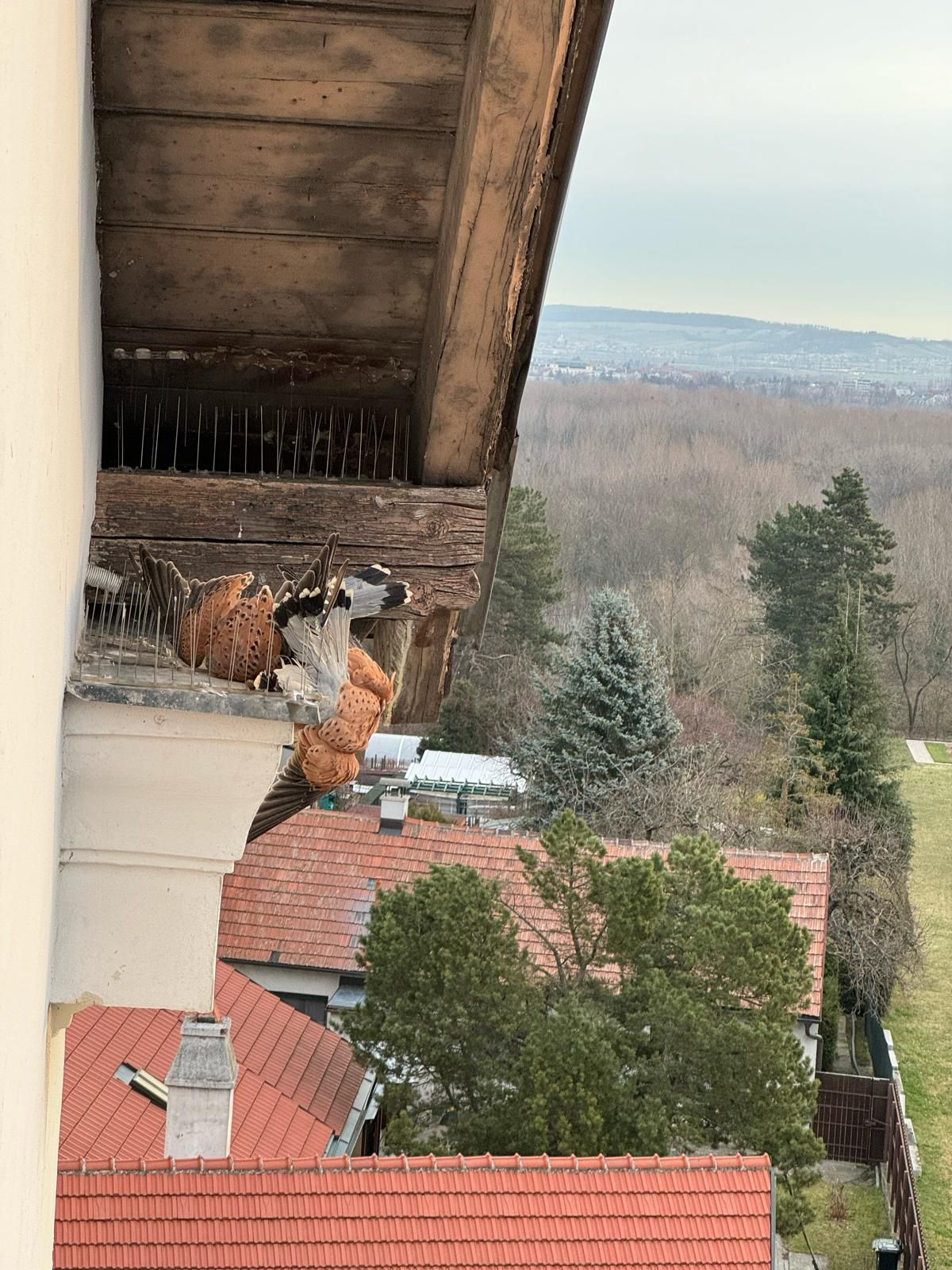Die beiden Tiere wurden von der Taubenabwehr verletzt, konnten sich nicht befreien.