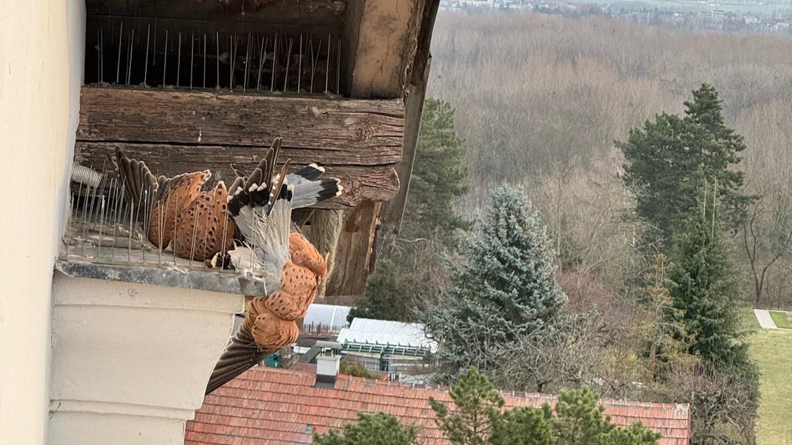 Feuerwehr rettete in Taubenabwehr gefangene Falken