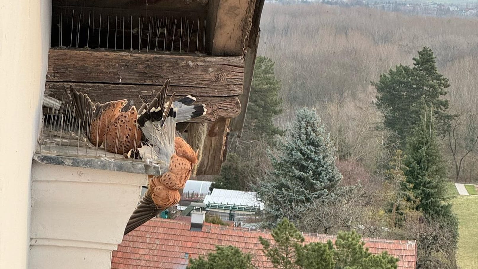 Ein Falken-Pärchen wollte auf einem Dachvorsprung der Volksschule landen, ...&nbsp;