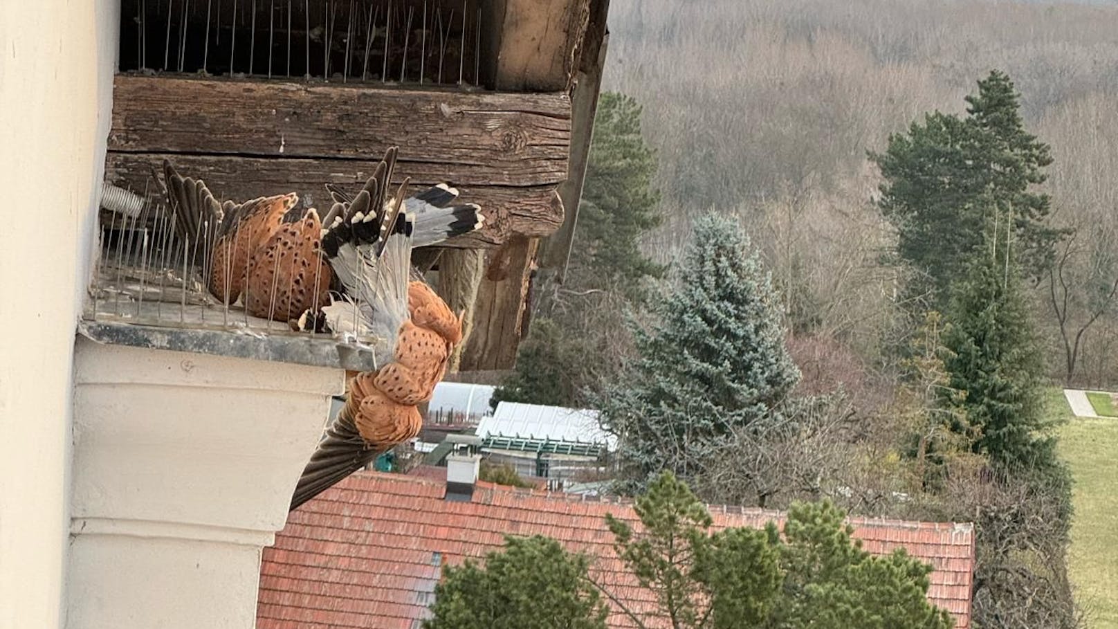 Feuerwehr rettete in Taubenabwehr gefangene Falken