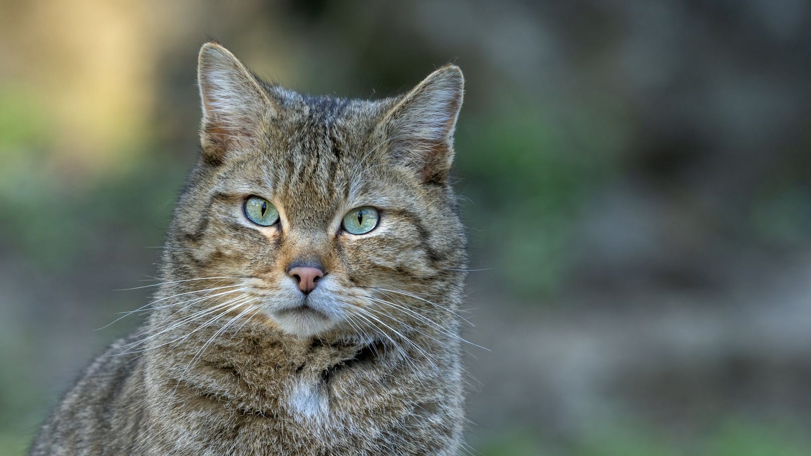 Die Wildkatze ist eine der seltensten, heimischen Säugetierarten - nicht zu verwechseln mit einer verwilderten Hauskatze.&nbsp;