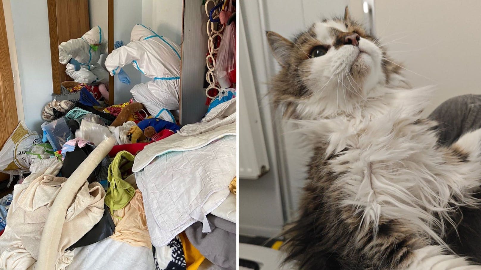Sechs Katzen aus Messie-Wohnung mit Toter gerettet