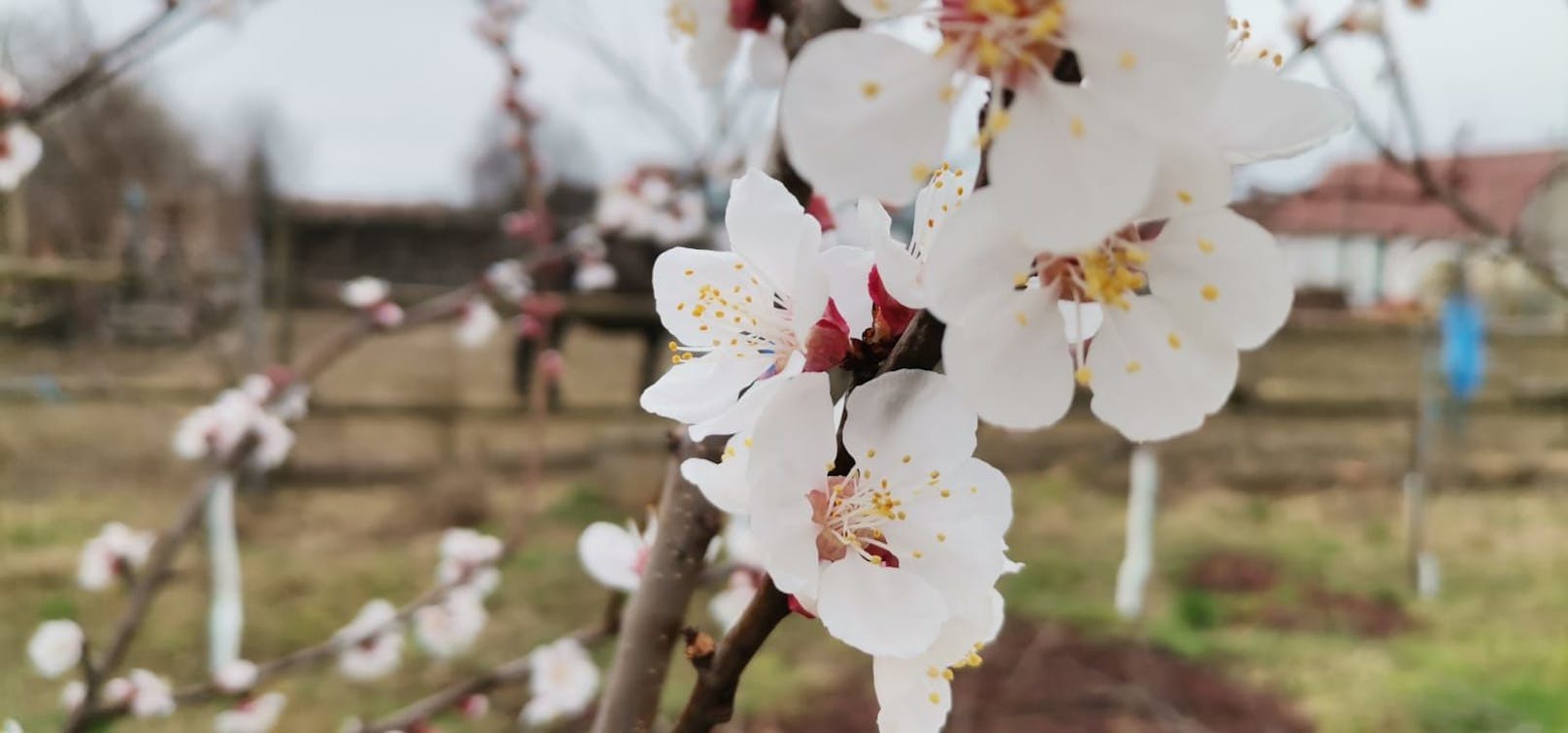 Mit Ende Februar ist das eine sehr frühe Blütezeit. In der Wachau wird die Blüte in der Regel zwischen Mitte März und Mitte April erwartet.