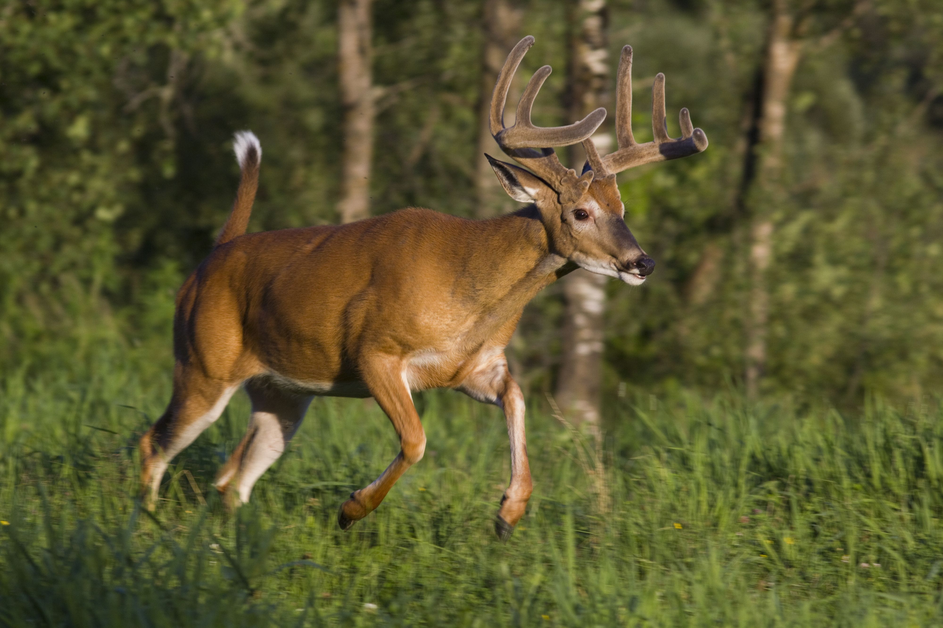 Seit dem Tod eines Hirsches im Yellowstone Nationalpark Ende 2023,&nbsp;bei dem CWD festgestellt wurde, flammt das Thema wieder auf.