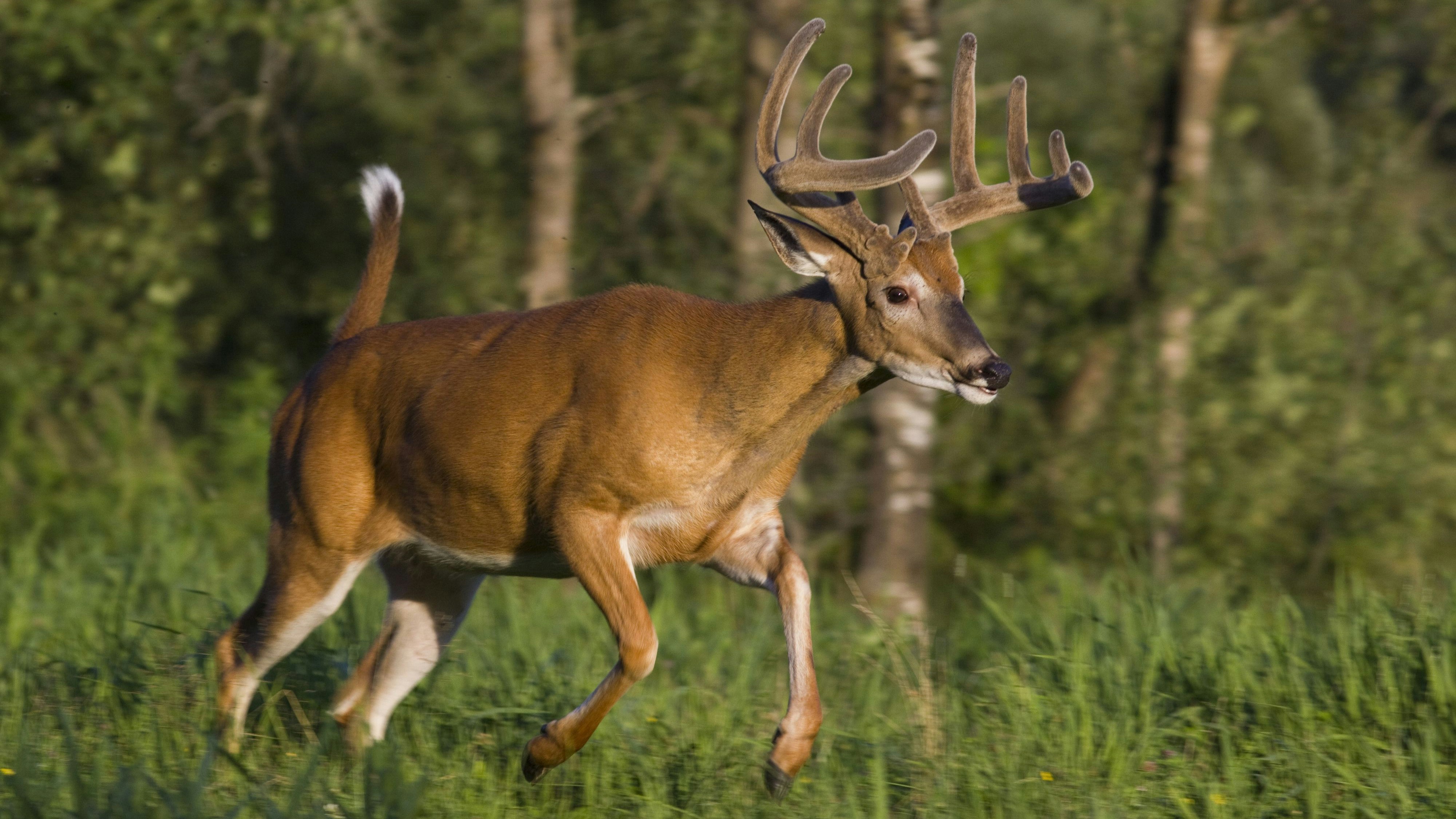 Download von www.picturedesk.com am 22.02.2024 (12:10).  White-tailed buck (Odocoileus virginianus) in velvet. - 19920101_PD170614 - Rechteinfo: Rights Managed (RM) Nur für redaktionelle Nutzung!