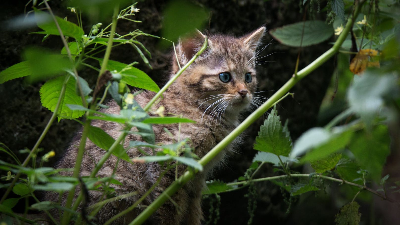 Jungtiere sind jedoch kaum von Hauskatzen-Jungtieren zu unterscheiden.&nbsp;