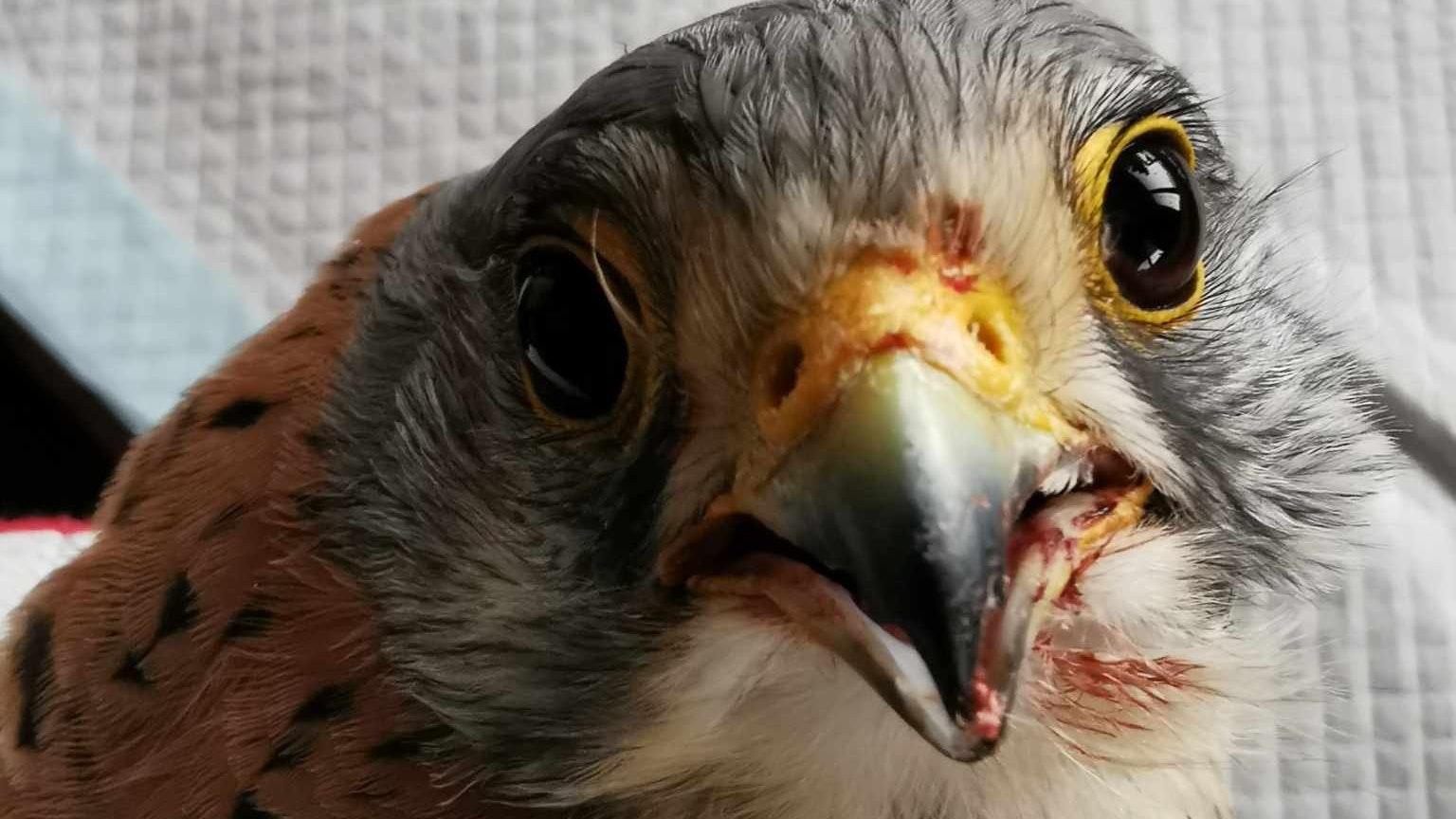 Der Turmfalke wird jetzt bei Bea Coreths Wildtierstation versorgt.
