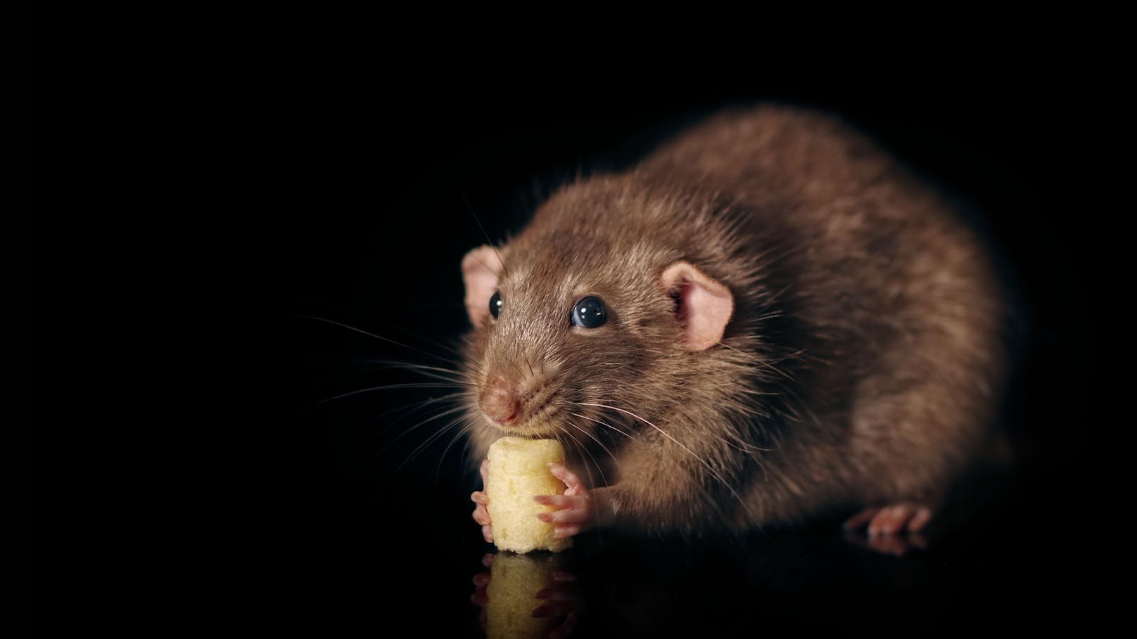 Fake-News: Die ganze Wahrheit über Ratten