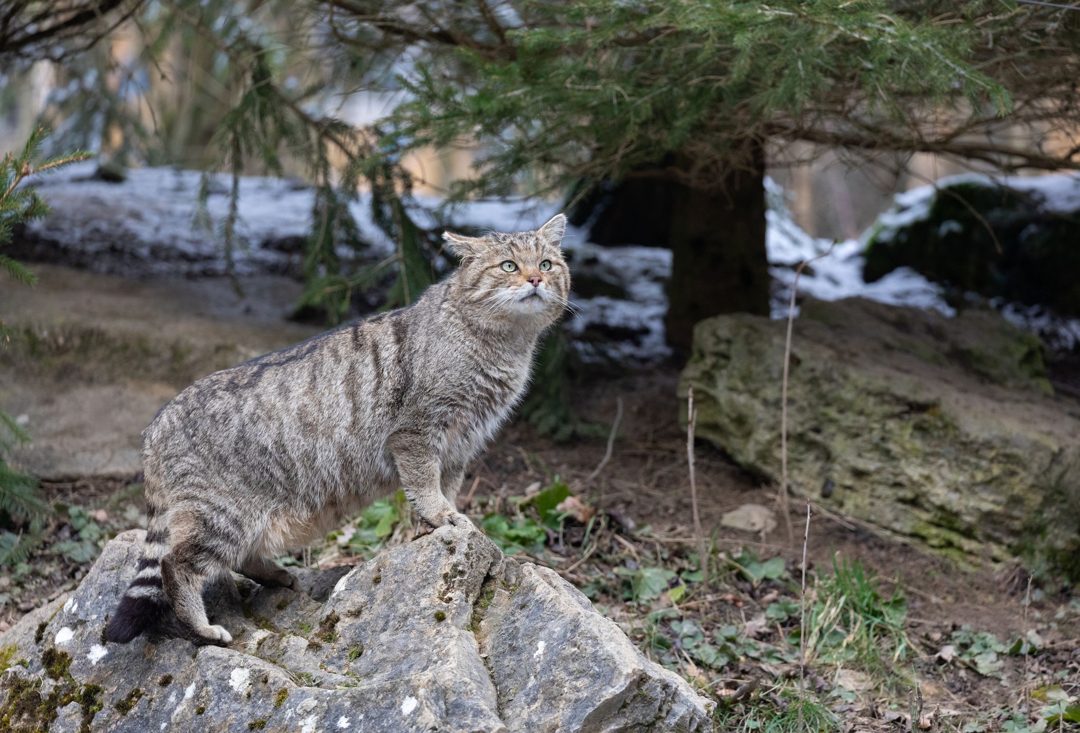 Die Europäische Wildkatze darf nicht mit 