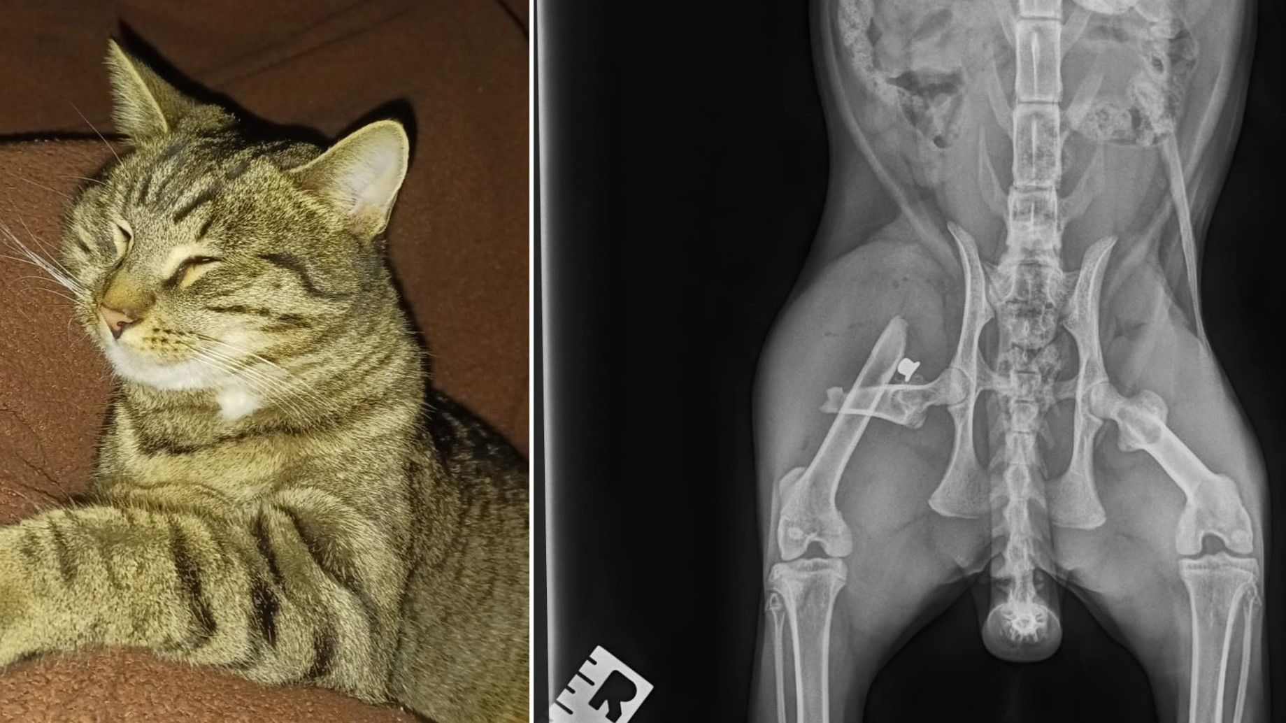 Das Projektil war am Röntgen-Bild eindeutig zu erkennen.