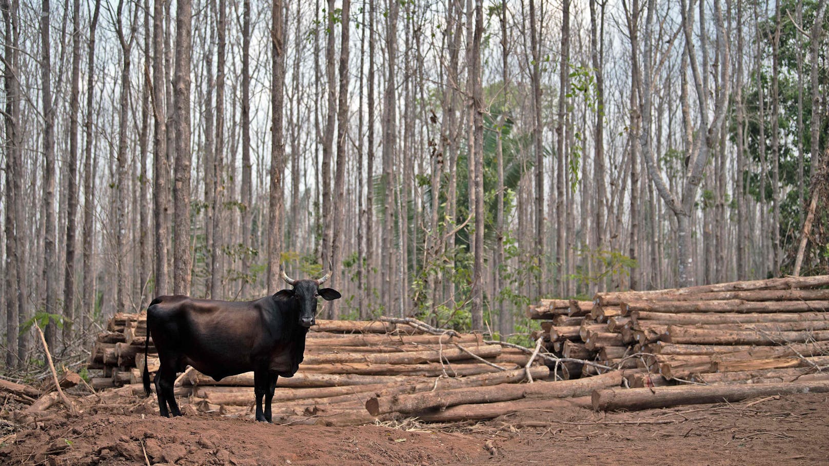 Wie die Rinderzucht die brasilianische Savanne zerstört