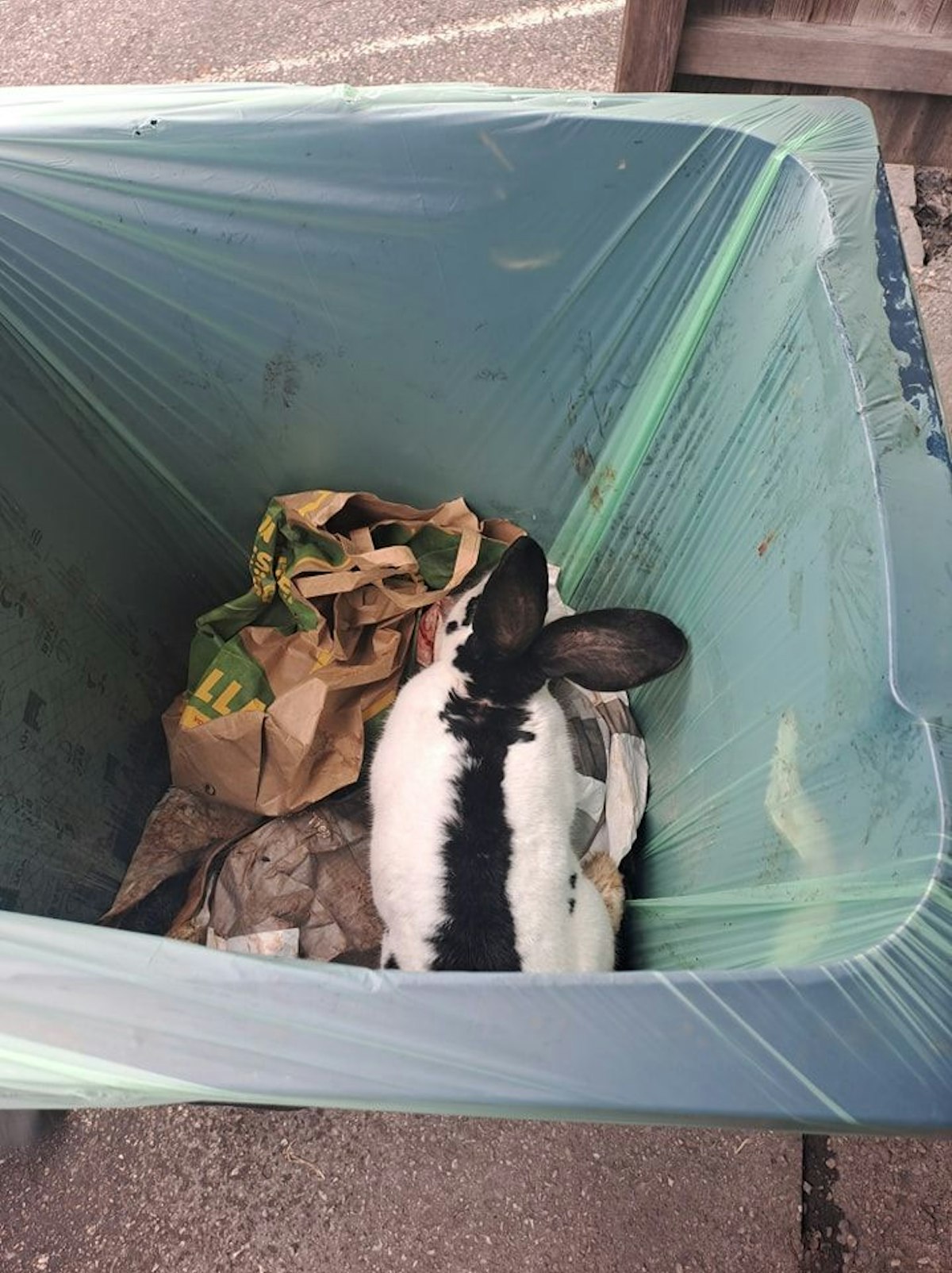 Der Hase dürfte schon seit ein paar Tagen dort gehaust haben.