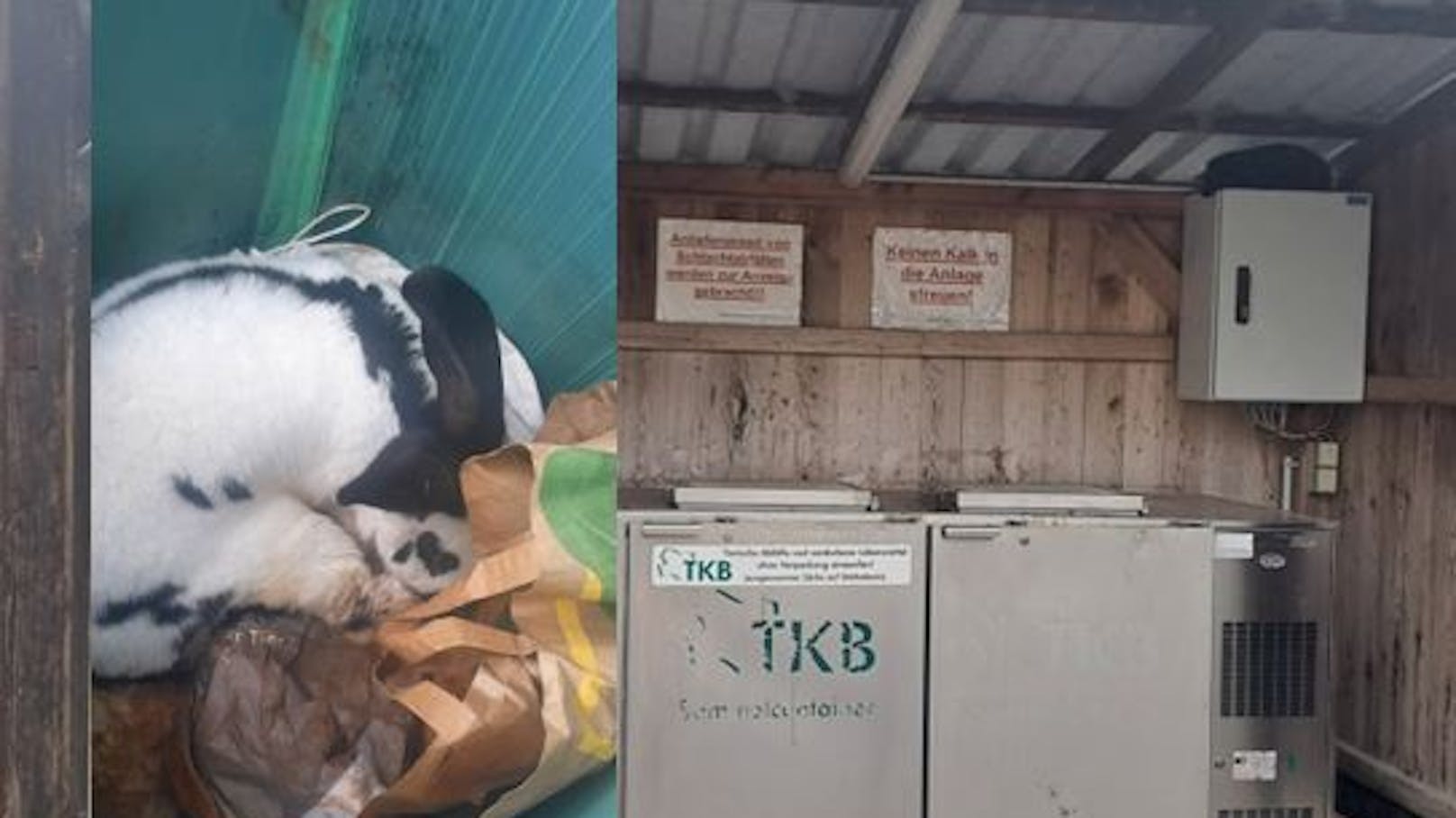 Lebendig entsorgt! Kaninchen hockte in Tierkadaverbox