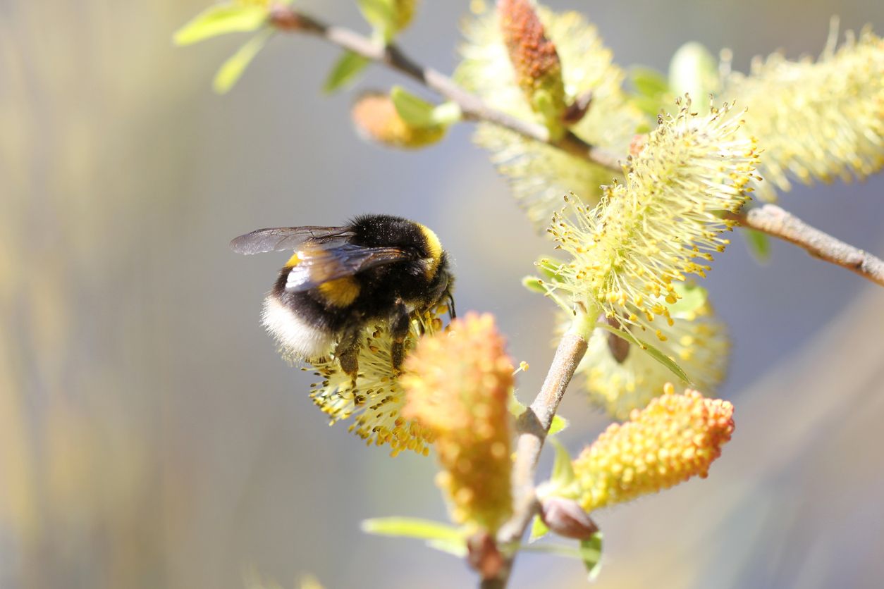 Für Insekten nach dem Winter bietet das Weide-, oder Palmkätzchen die erste deftige Nahrung.&nbsp;