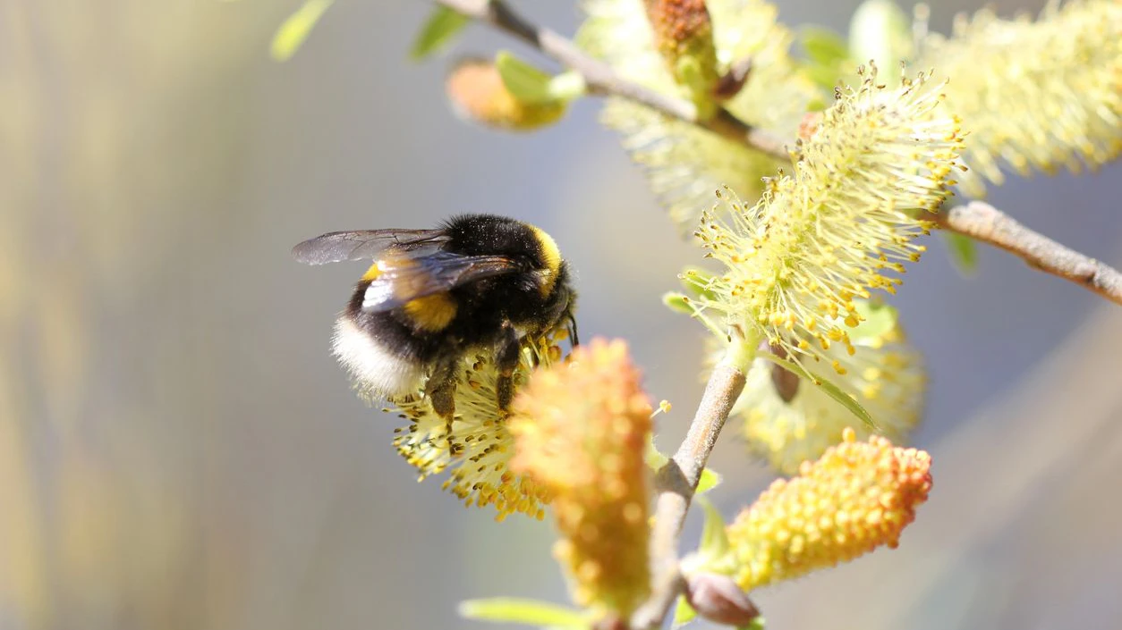 Palmkätzchen sind im Vorfrühling eine der wichtigsten, ersten Nahrungsquellen für Bienen, Hummeln und Schmetterlinge.