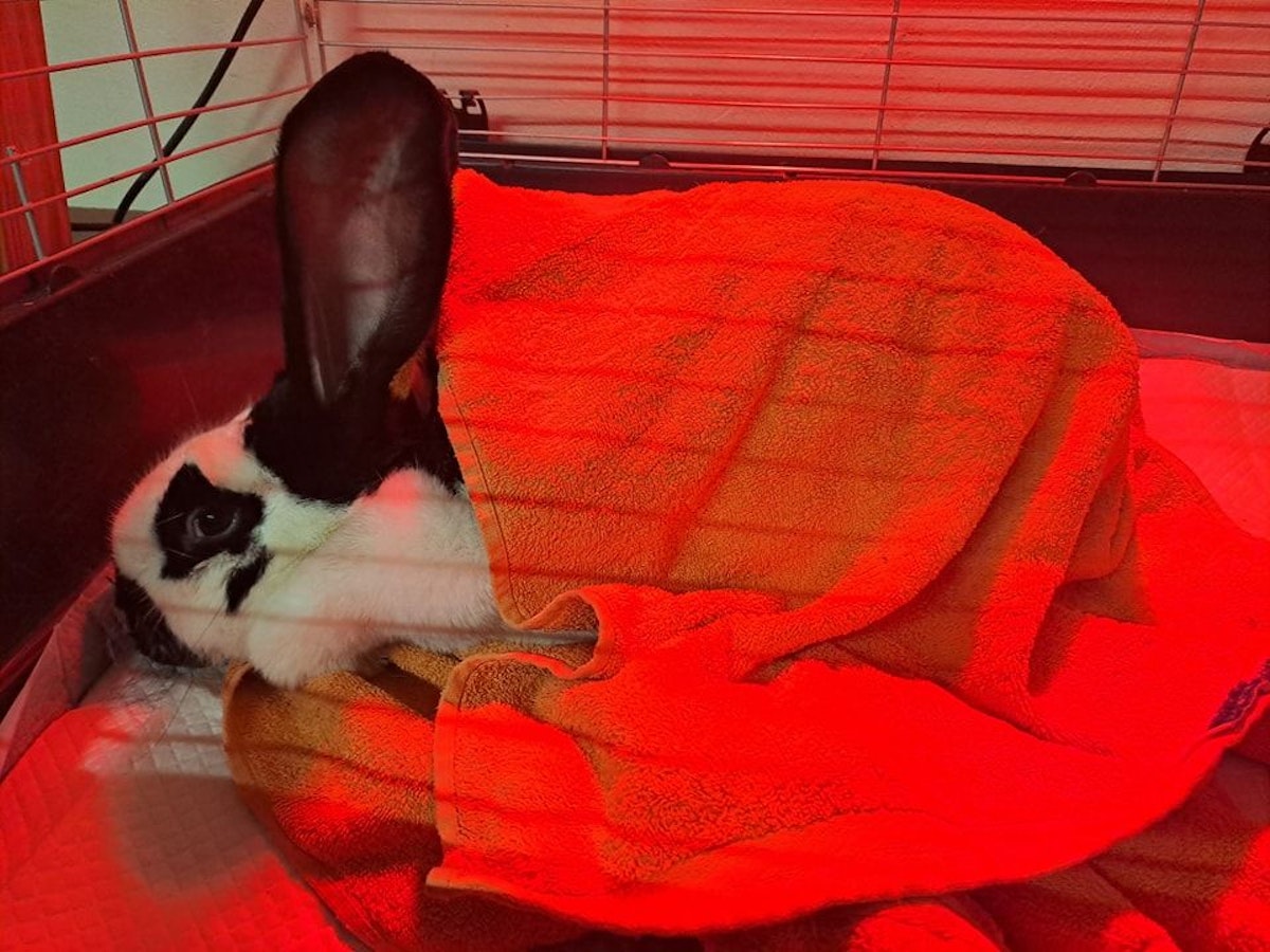 Der Hase wurde medizinisch versorgt und wird jetzt aufgepäppelt.