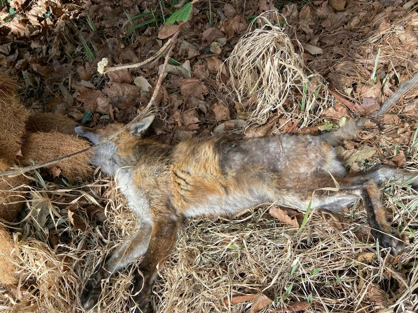 Richard Lugner fand vergifteten Fuchs in seinem Garten.
