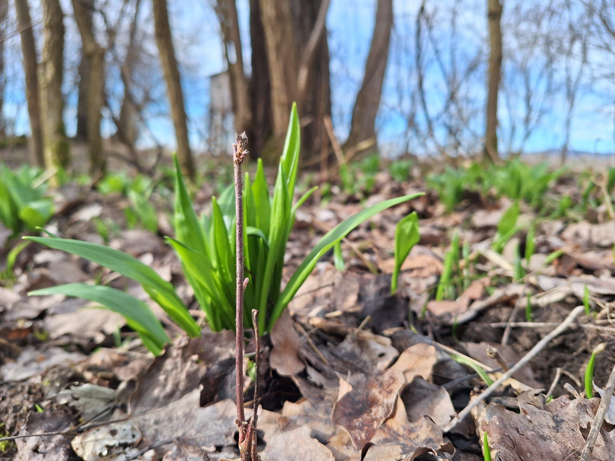 Riecht nach Bärlauch der halbe Wald, ist das Wetter nicht mehr so kalt. In den Linzer Donau-Auen sprießen die Zwiebelpflänzchen derzeit vor sich hin.&nbsp;