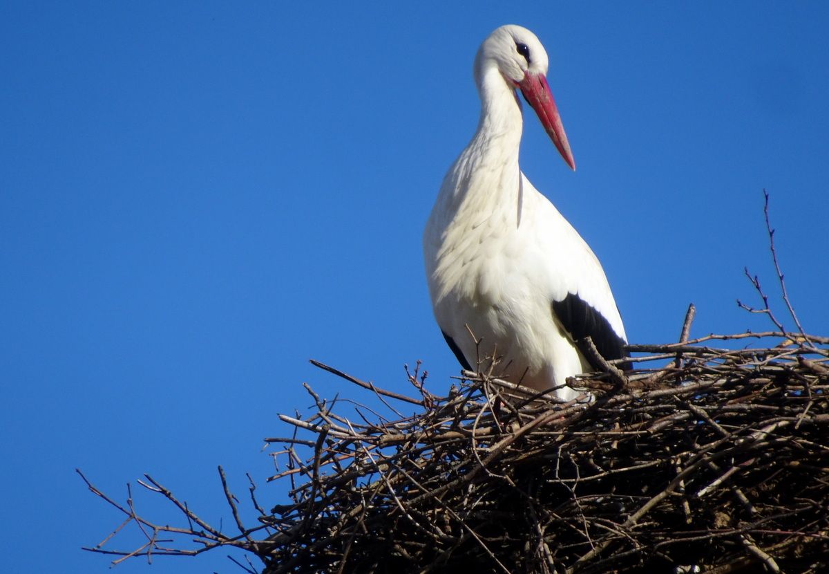Die Storchen-Bilanz kann sich heuer sehen lassen! Sehr viele Jungstörche konnten aufgezogen werden und sind auf dem Weg in den Süden.