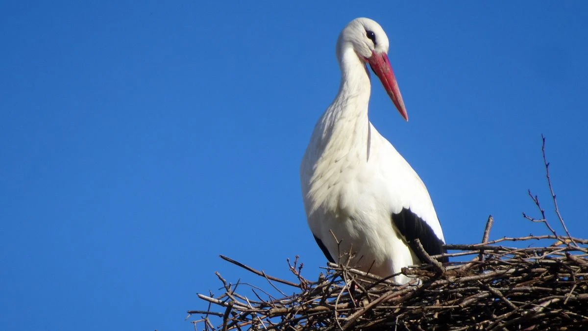 Heuer war der Storch in Oberndorf bereits am 17.2. im Nest.