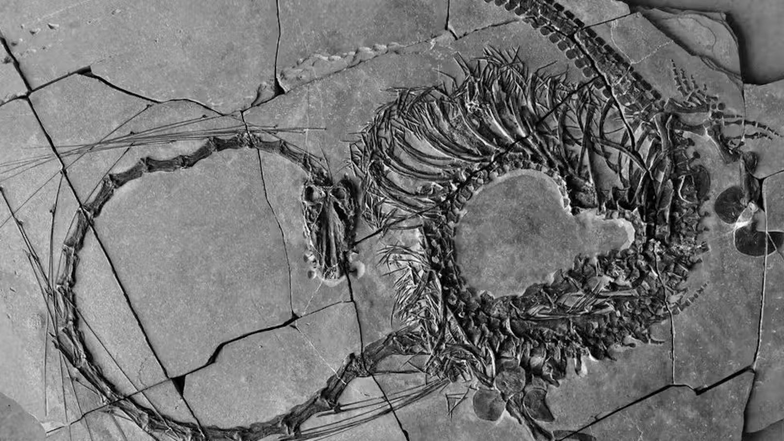 240 Millionen Jahre altes "Drachen"-Fossil gefunden