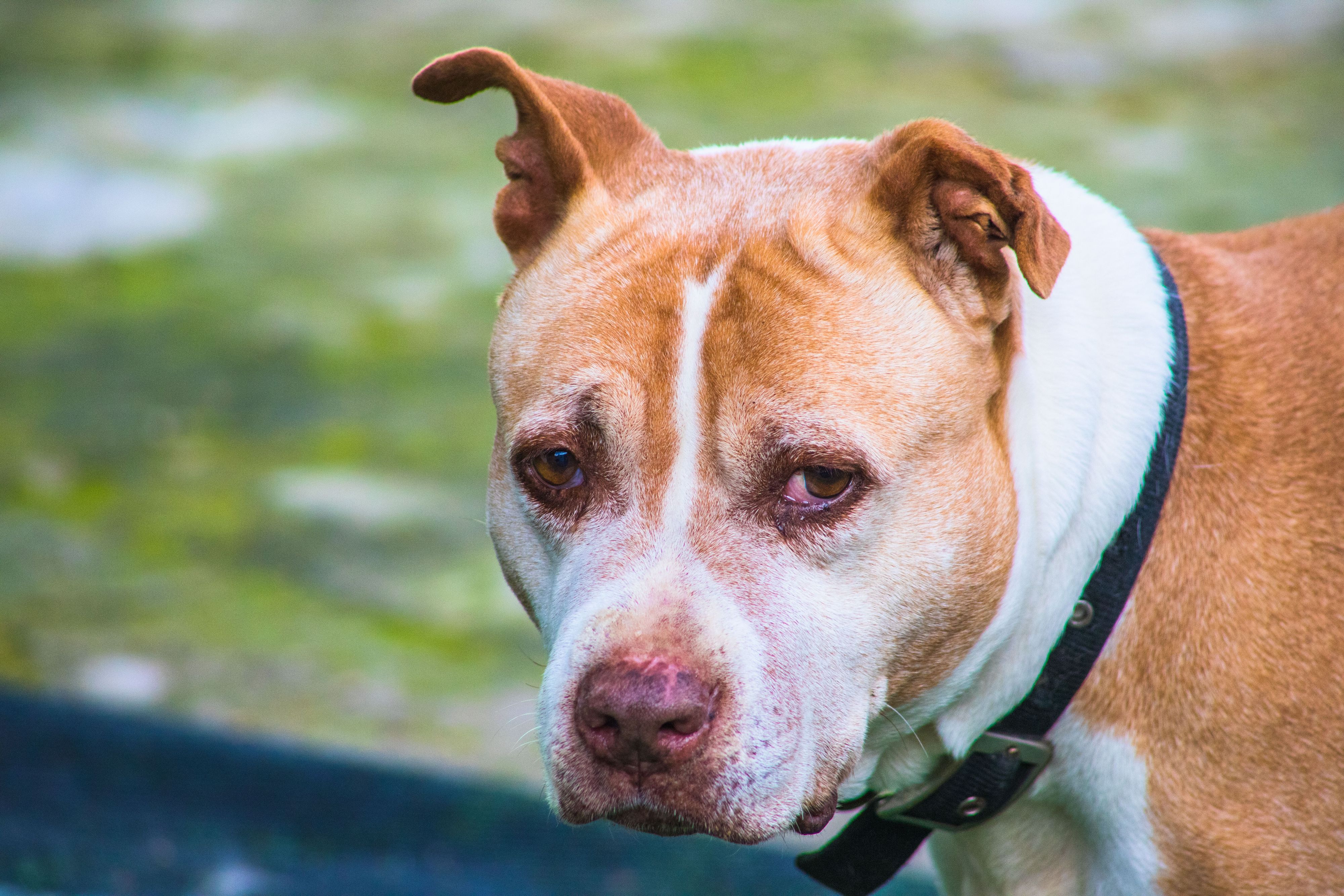 Der Hund dürfte den Zaun einer Erdgeschosswohnung durchbrochen haben. (Symbolbild)