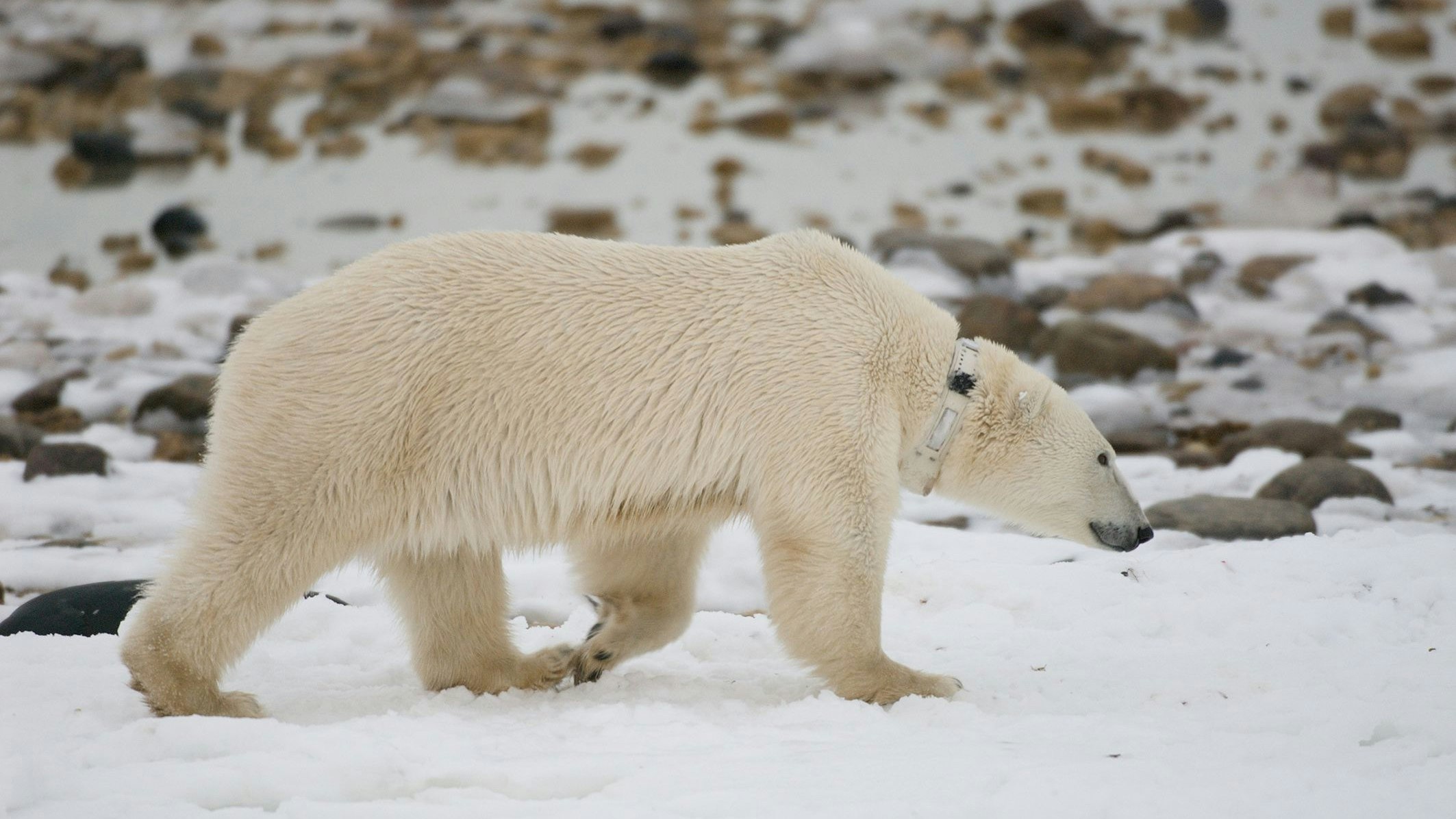 Eisbärin mit Halsband-Sender in Hudson Bay, Kanada.