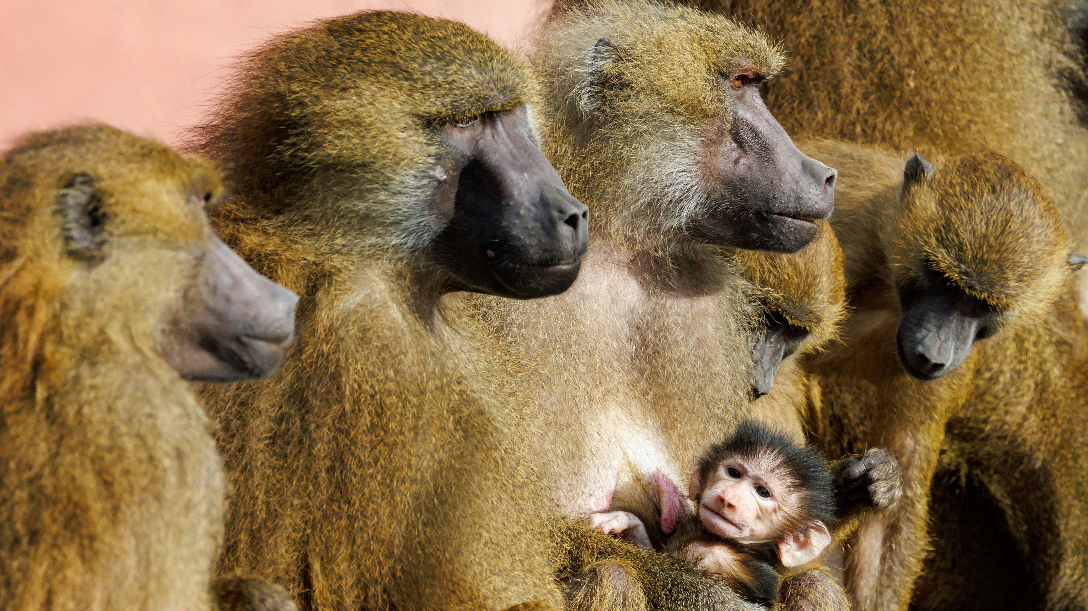 Download von www.picturedesk.com am 26.02.2024 (14:16).  09 February 2024, Bavaria, Nuremberg: Baboons sit with a young animal in their enclosure at Nuremberg Zoo. In future, Nuremberg Zoo wants to kill individual animals from its 45-strong baboon group in order to better manage the population. Photo: Daniel Karmann/dpa - 20240209_PD4517 - Rechteinfo: Rights Managed (RM)