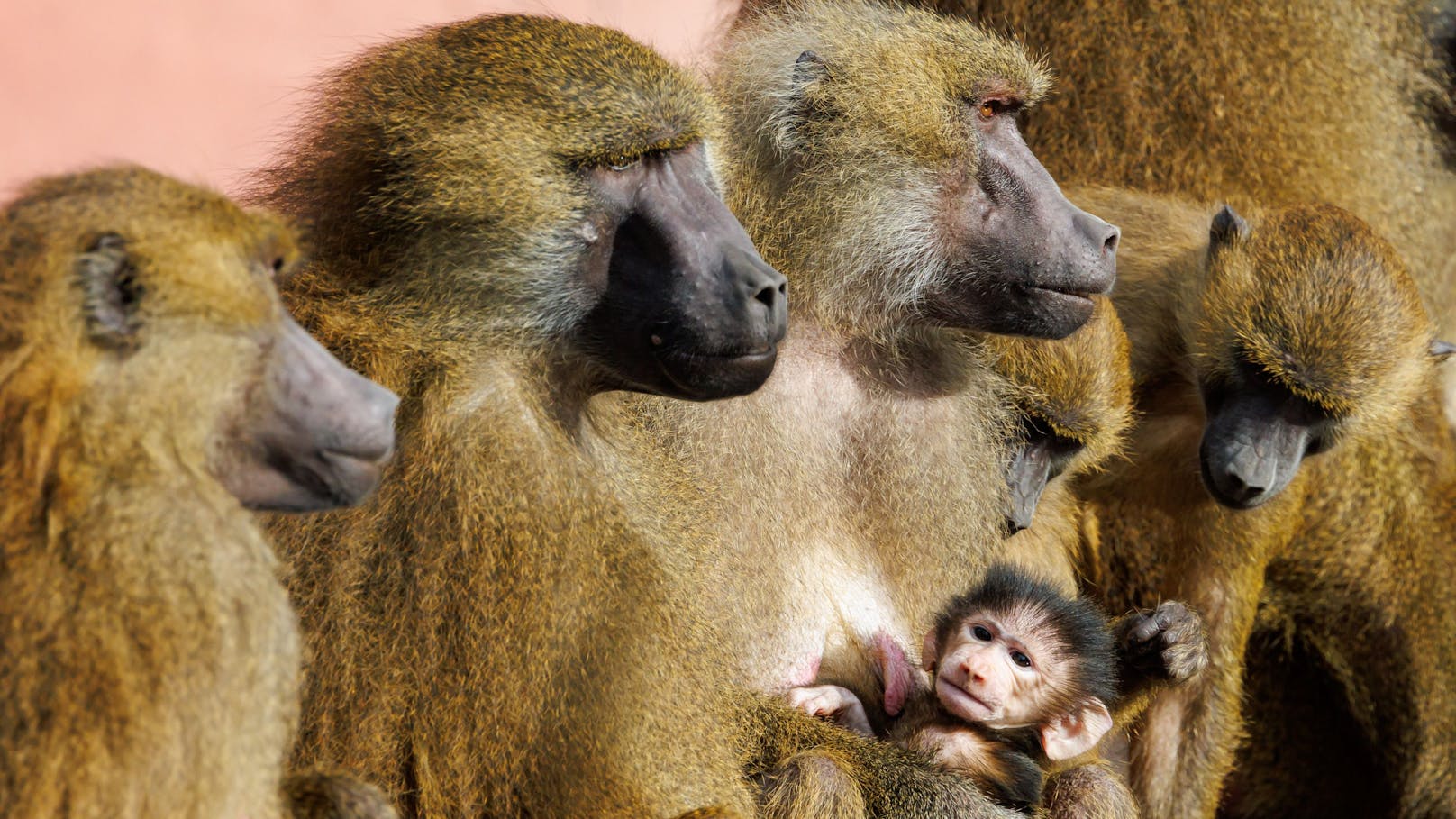 Tier-Drama – Zoo will Paviane töten