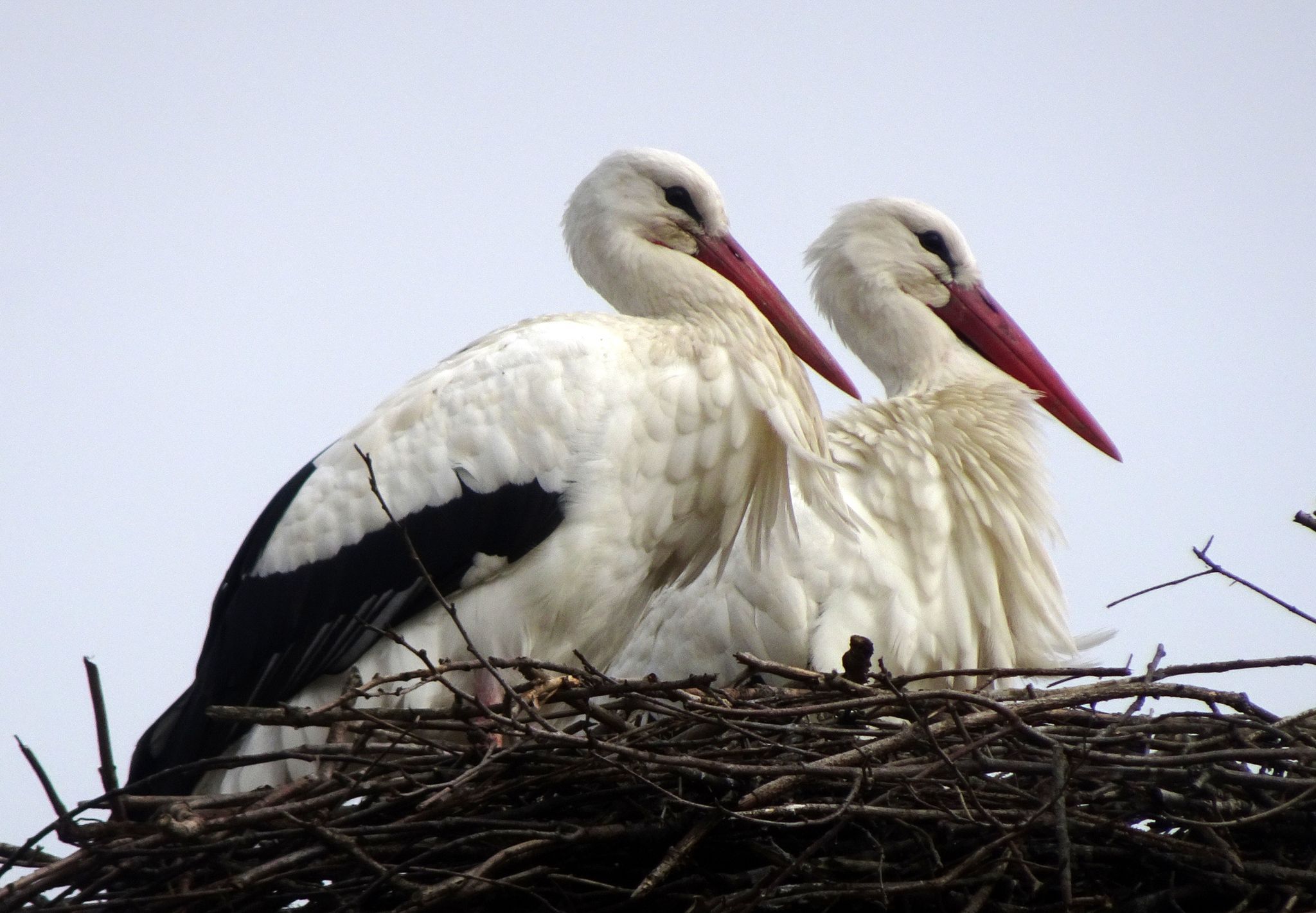 Auch die Frau vom Storch ist in Oberndorf schon gelandet.