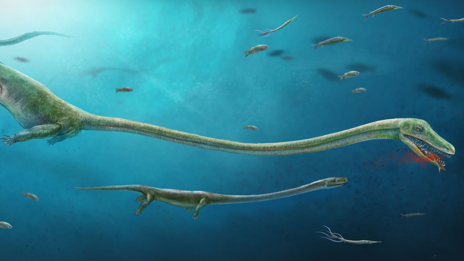 So soll der Dinocephalosaurus zu Lebzeiten vor 250 Millionen Jahren ausgesehen haben.