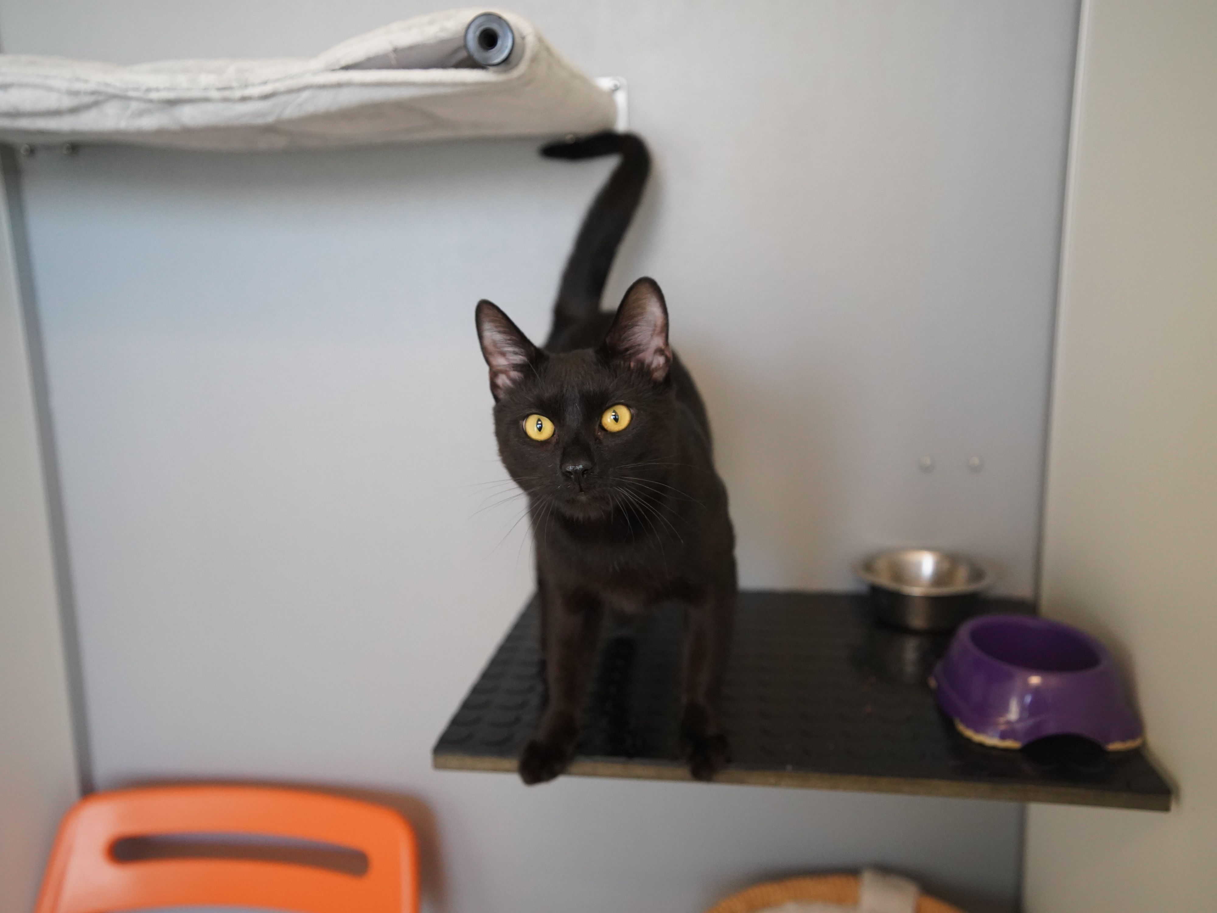 Der dreijährige Twilio ist ein aufgewecktes Kerlchen.