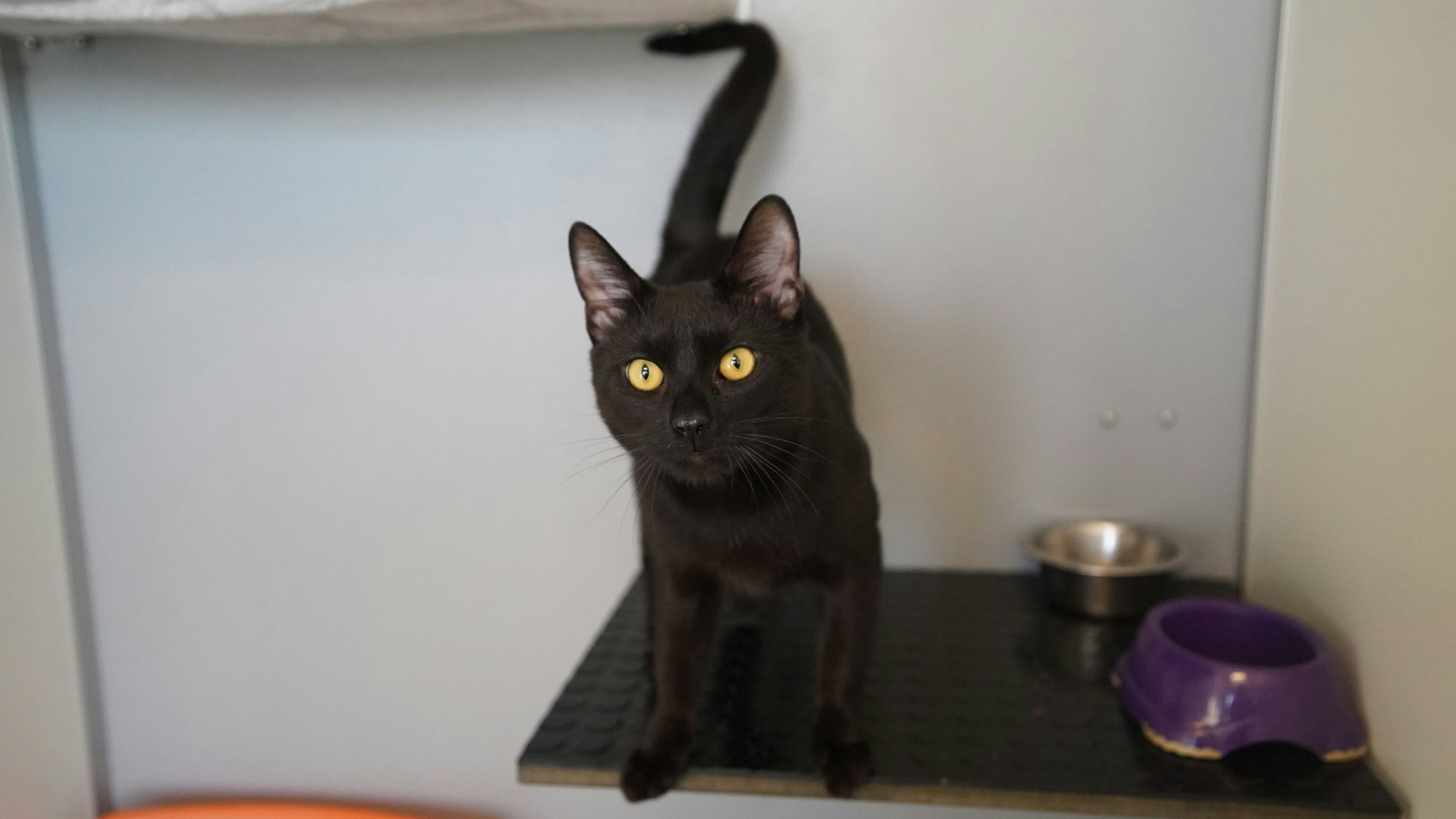 TWILIO: Twilio (3) ist ein zugänglicher und aufgeweckter Kater. Er nimmt gerne Kontakt zum Menschen auf und man merkt, dass er gerne beschäftigt werden und die große, weite Welt entdecken möchte. Twilio ist jung und bewegungsfreudig und sucht ein Zuhause mit Freigang.