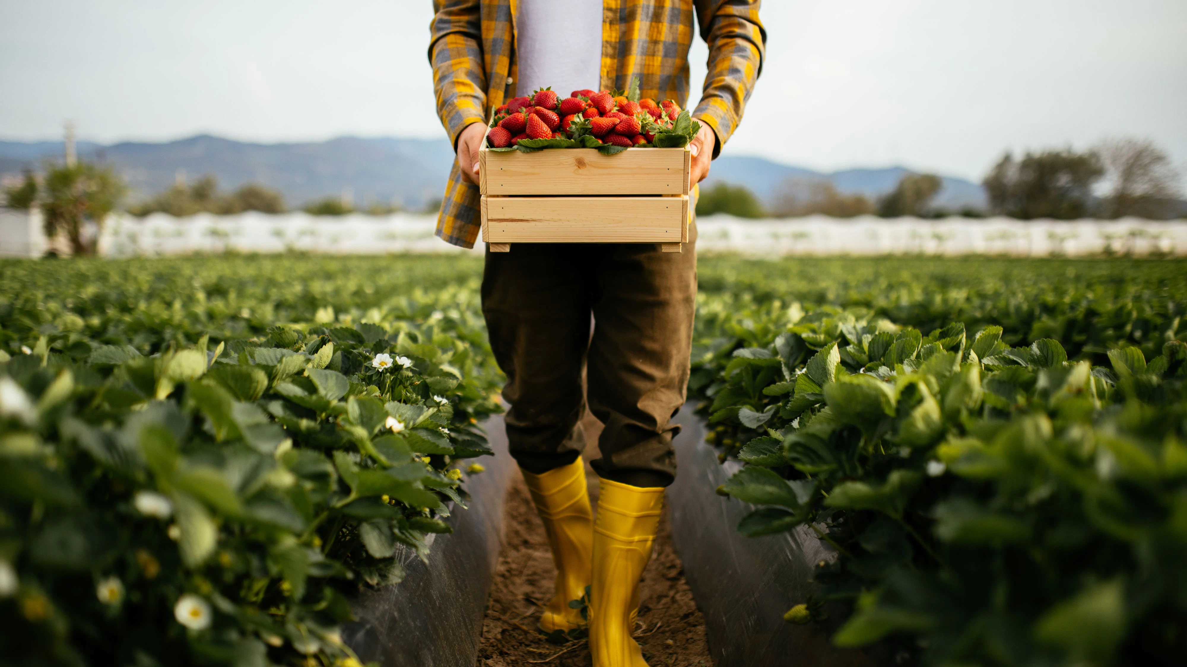 A view of a man holding a crate full of strawberries. He’s standing on a strawberry field in an agricultural zone, far from the city. Men picking strawberries on farm