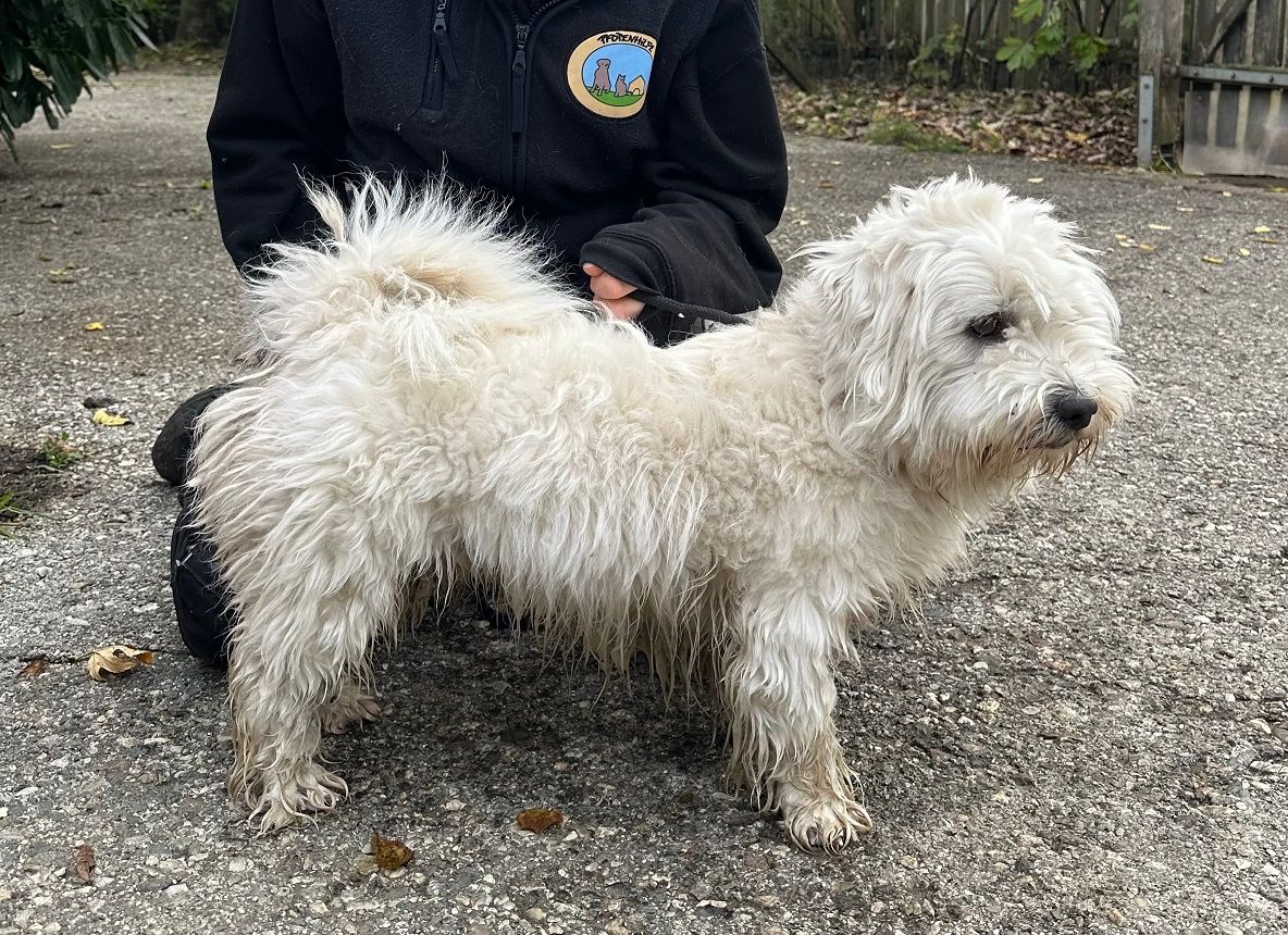 Die Pfotenhilfe Lochen kümmerte sich rührend um den armen Malteser.