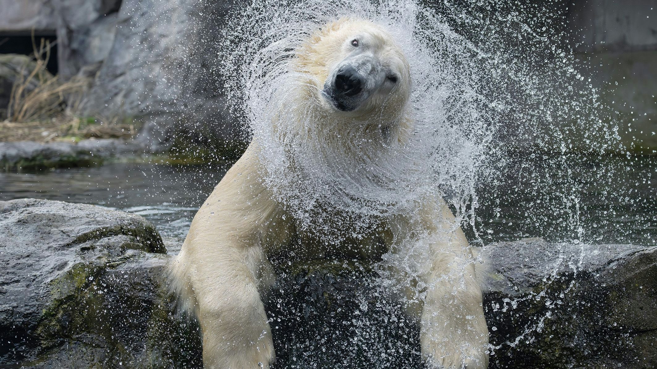 Eisbären-Männchen im Tiergarten Schönbrunn