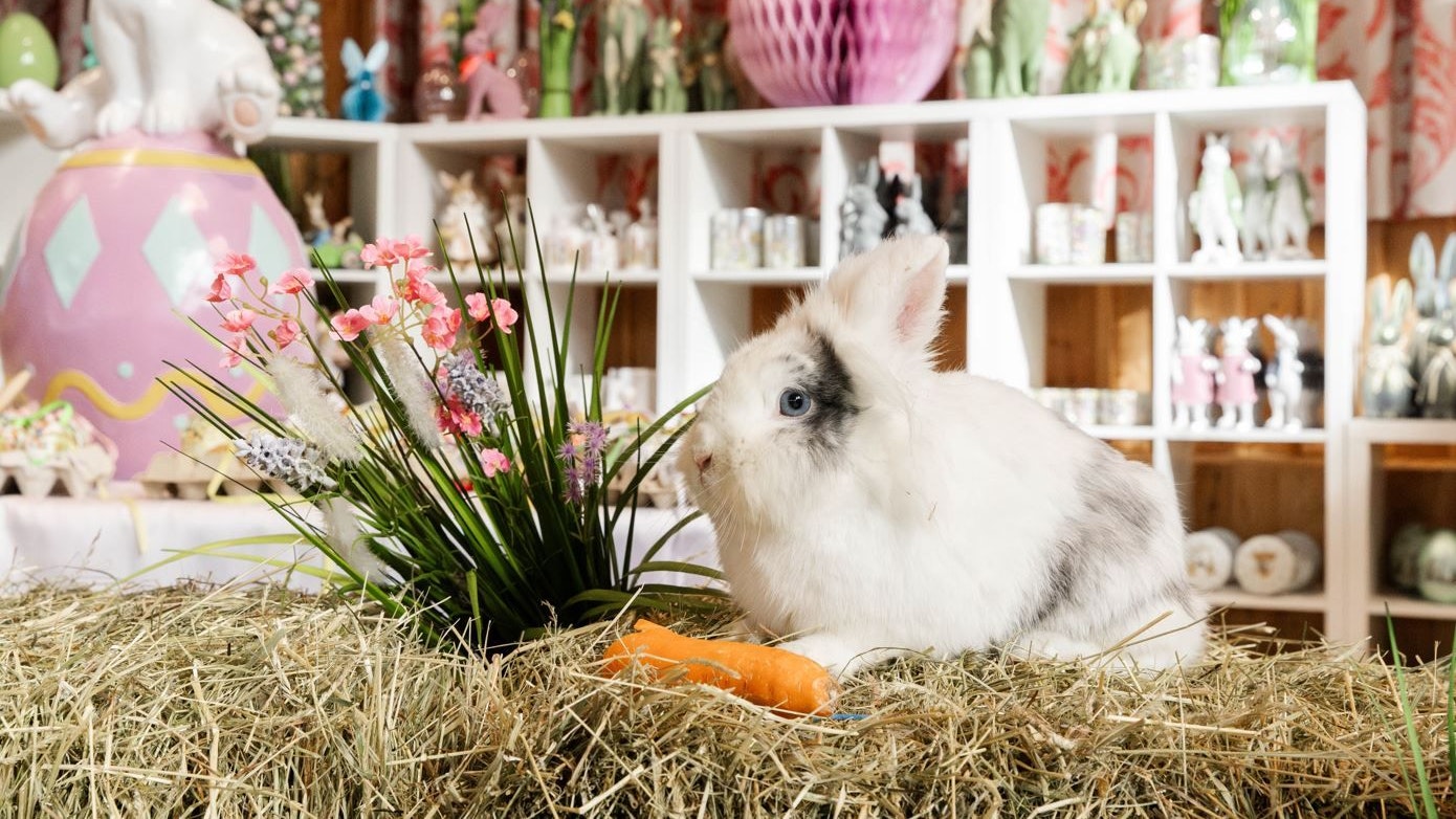 Heute.at - Hier kannst du den Osterhasen sogar lieb haben