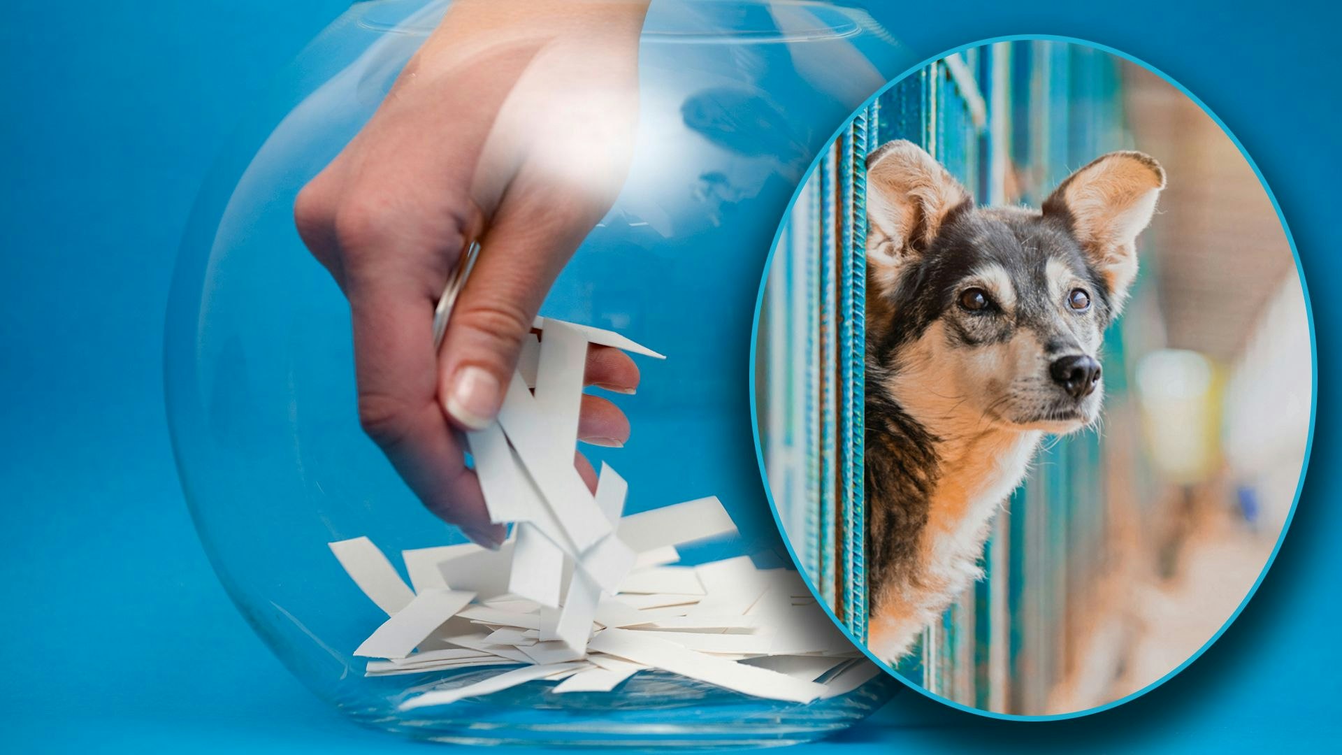 Heute.at - Mit dem Guten Los gewinnt jeder