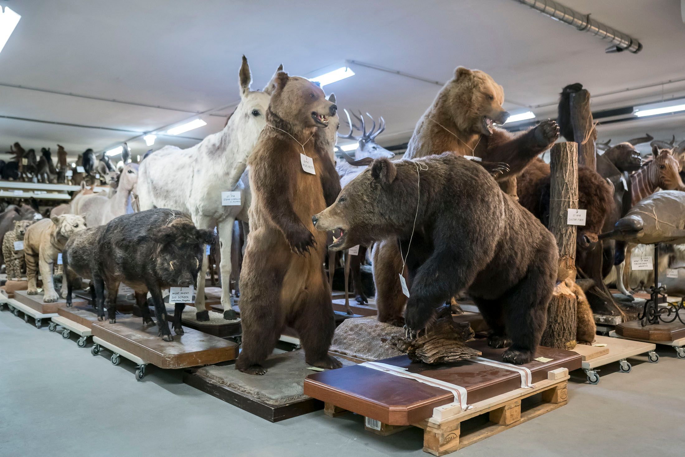 Tier-Wimmelbild mit Mensch: Fotograf Stefan Oláh fotografierte für eine Sonderausstellung im Tiefenspeicher des Naturhistorischen Museums. Für 