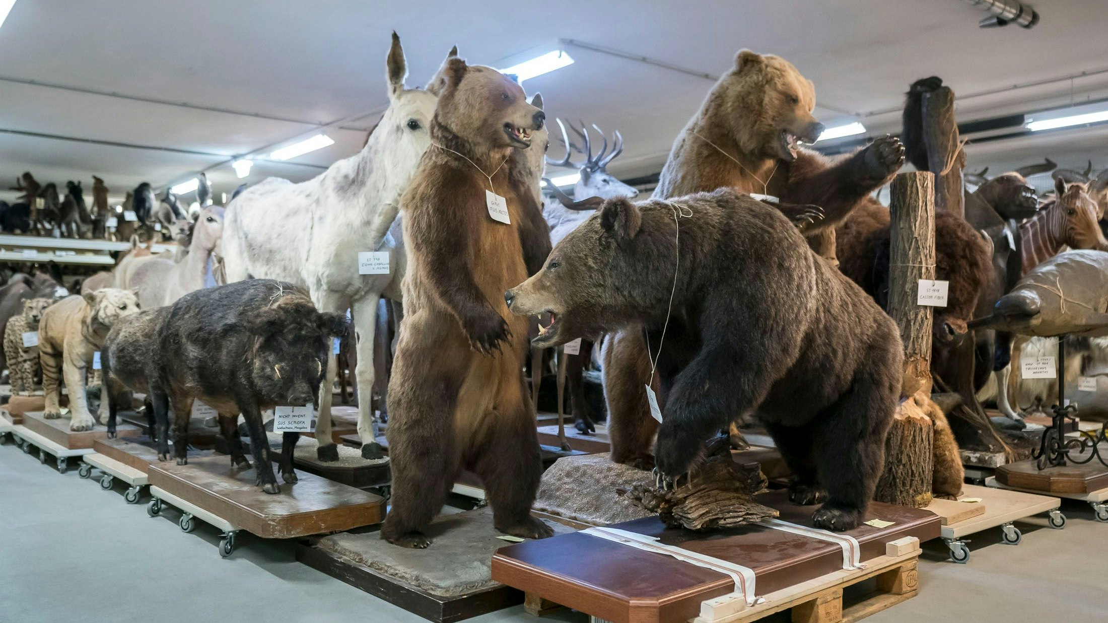 Heute.at - Fuchs, Hase, Mammut – Heute im Tiefspeicher des NHM