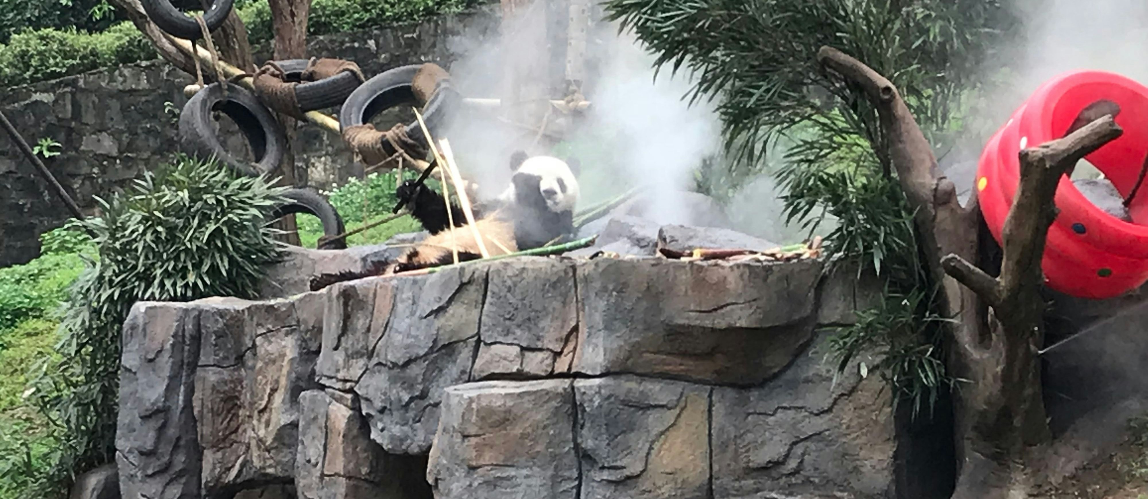 Dujiangyan Panda Park in der Nähe von Chengdu am 12. April 2018