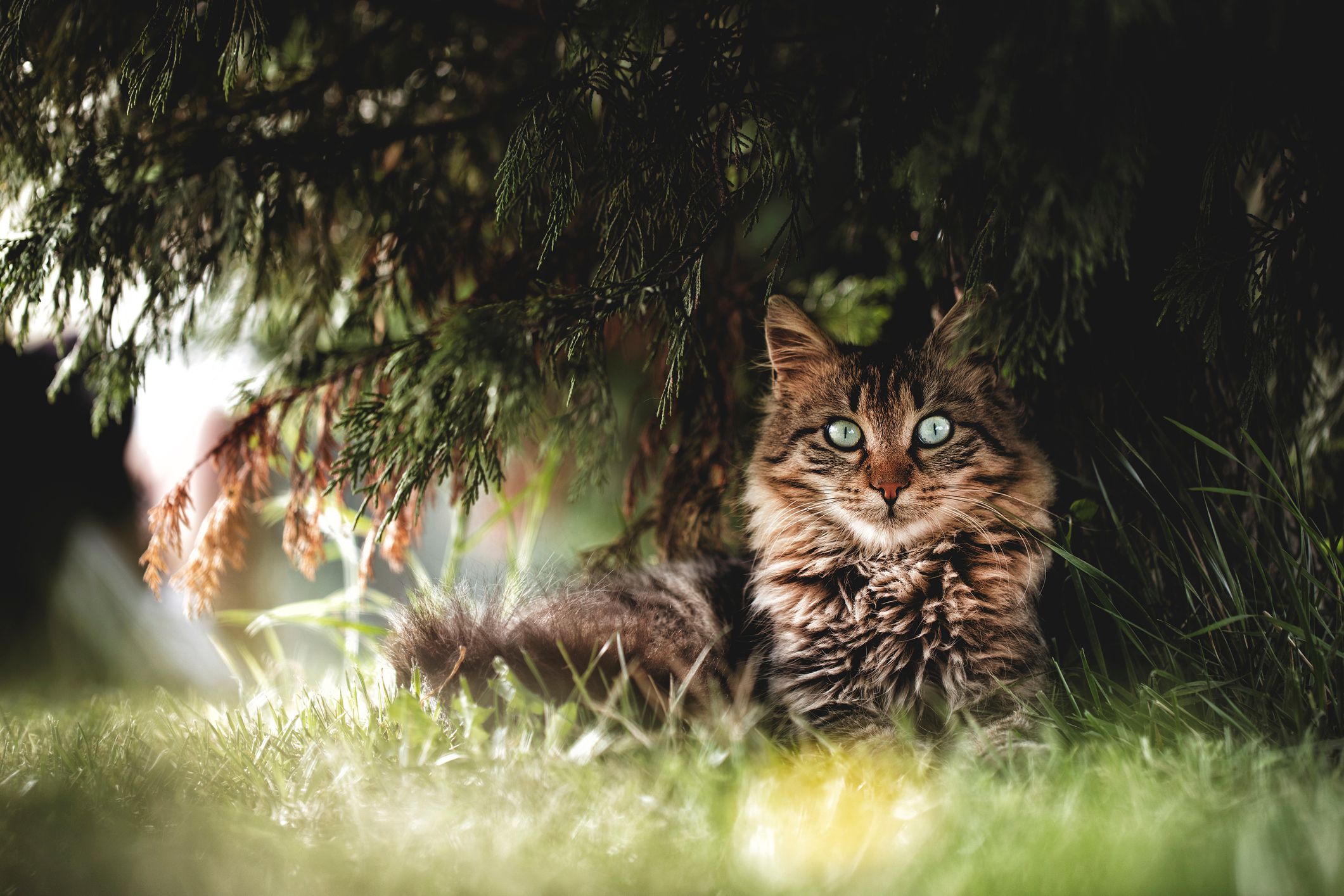 Am 27. Februar sollen Haustierbesitzer an die wichtige Kastration der Haustiere erinnert werden.&nbsp;