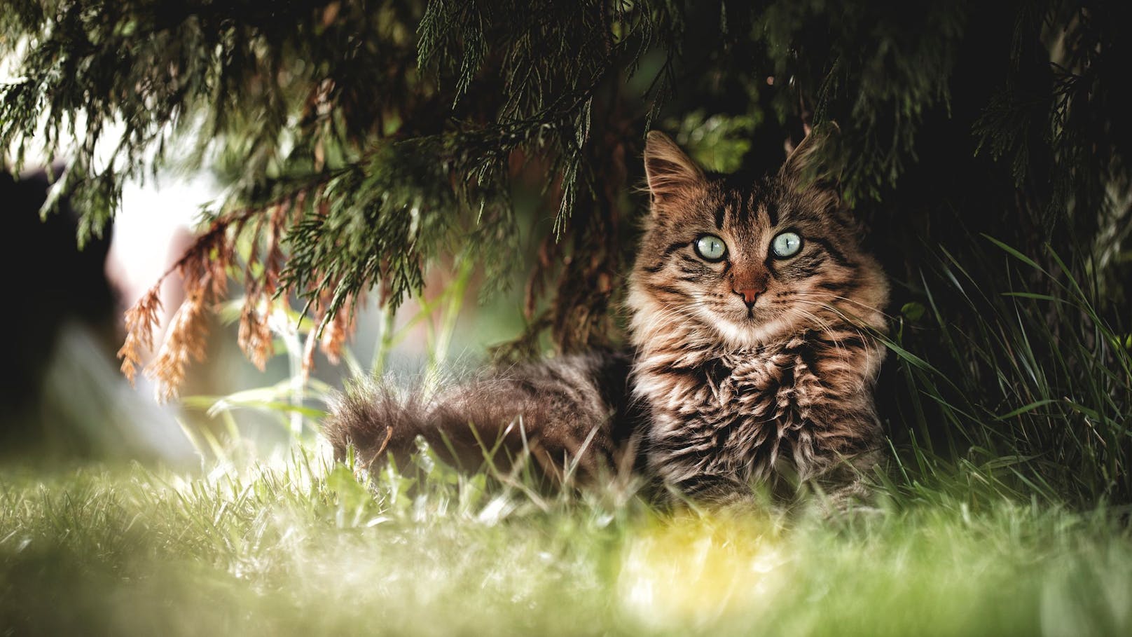 Vier Millionen verwildete Hauskatzen in Österreich