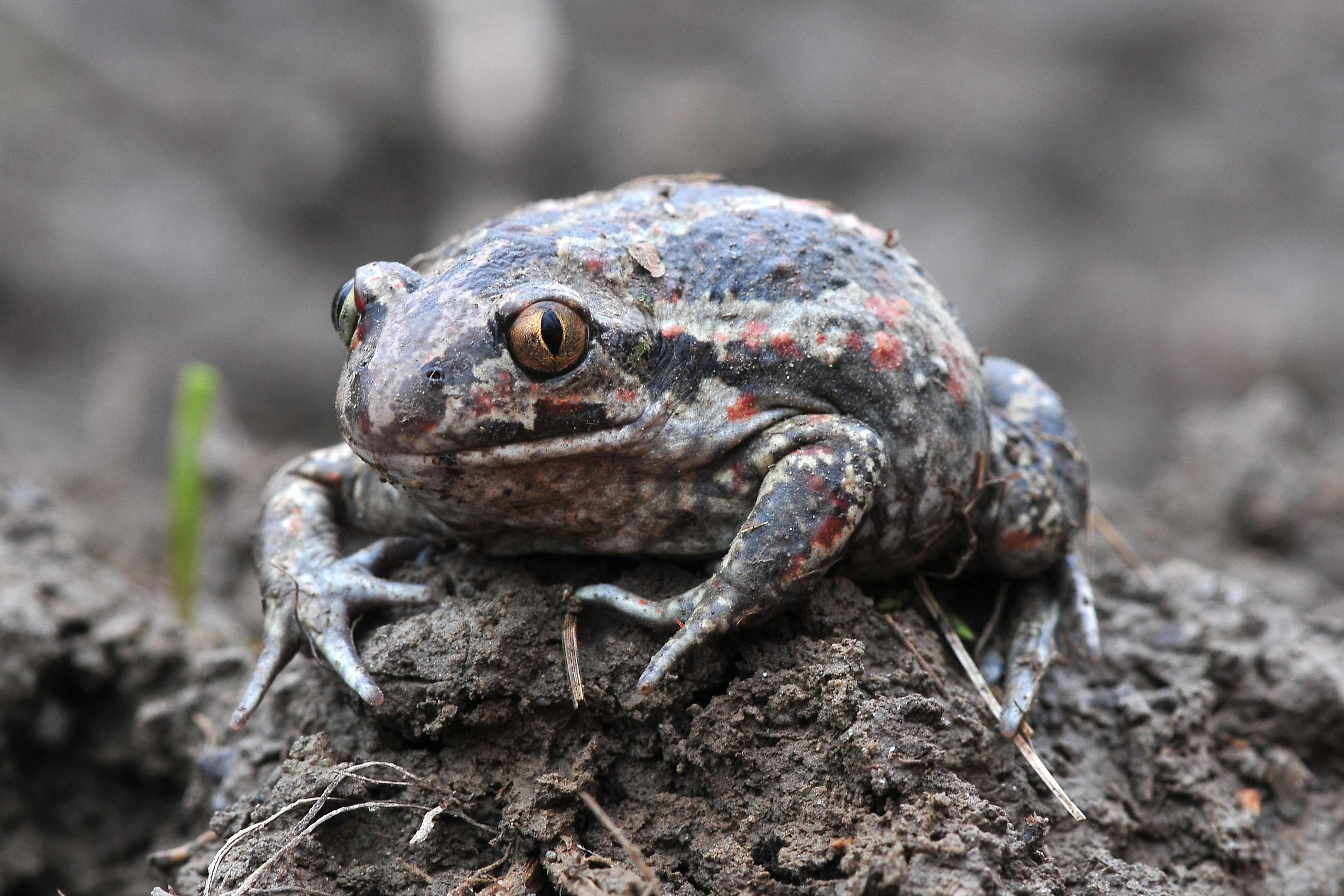 Der Frühling weckt bei Amphibien die Wanderlust. Auf diesem Bild sieht man die 